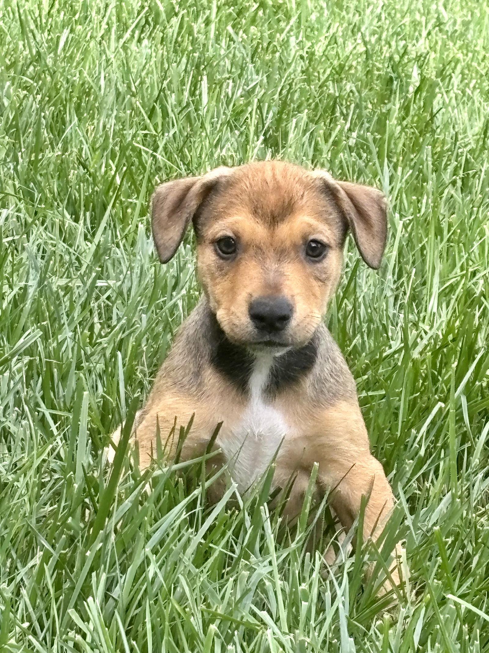 Cash, Adopted, Puppy Male Pit Bull Terrier.