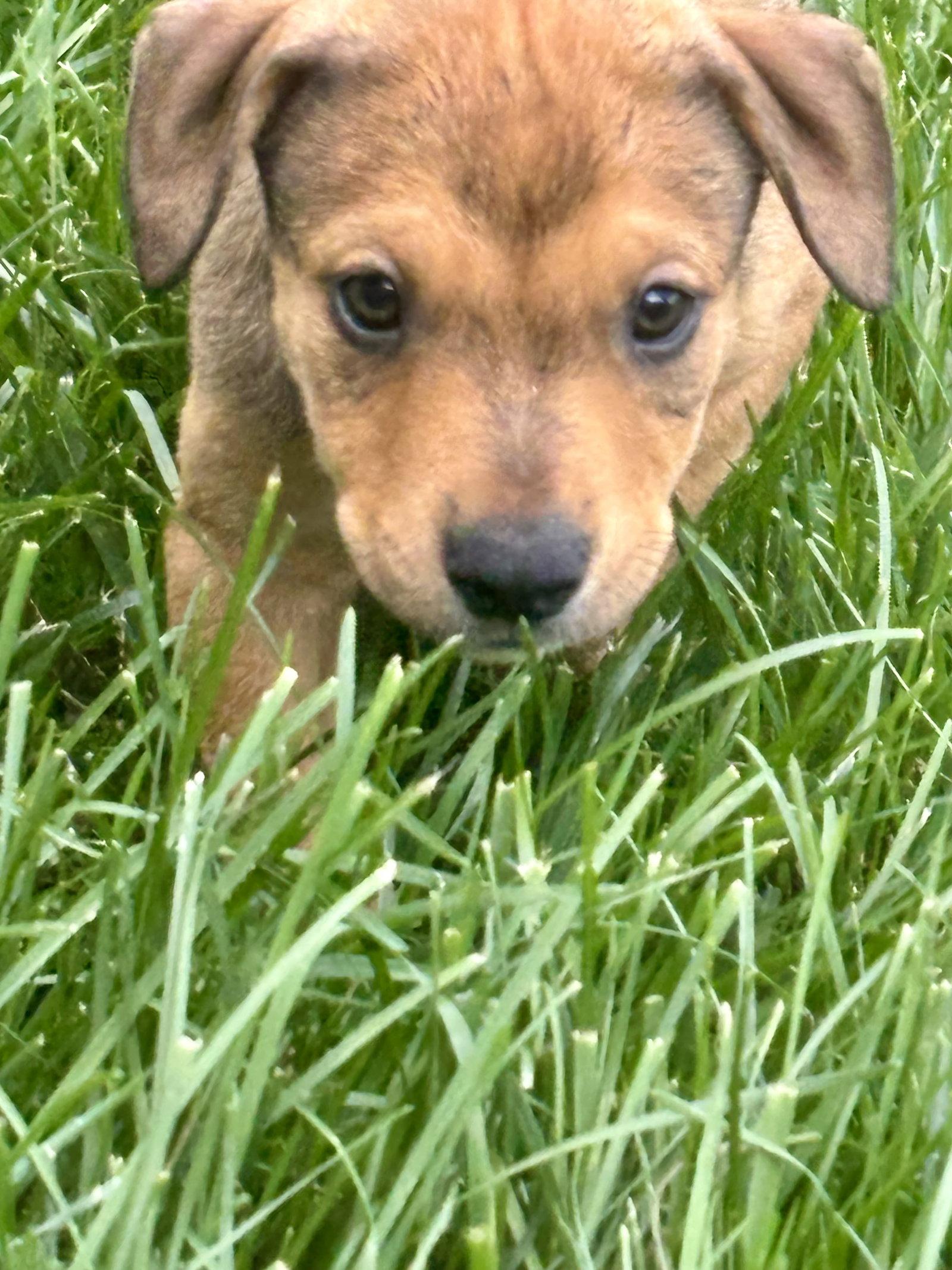 Cash, a Adopted Pit Bull Terrier in Barnhart, MO image 2/2