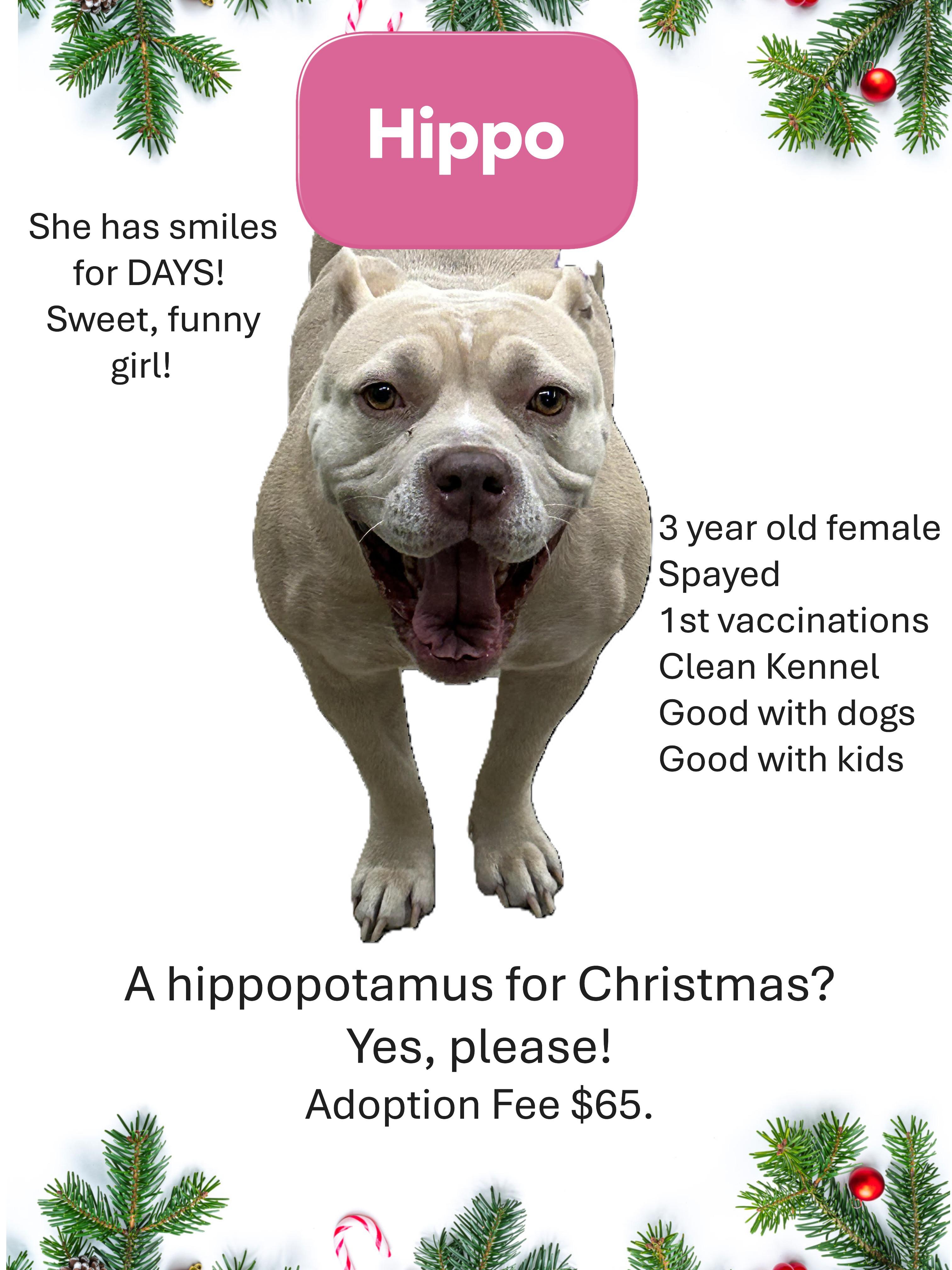 Hippopotamus "Hippo", Adoptable, Young Female Pit Bull Terrier.