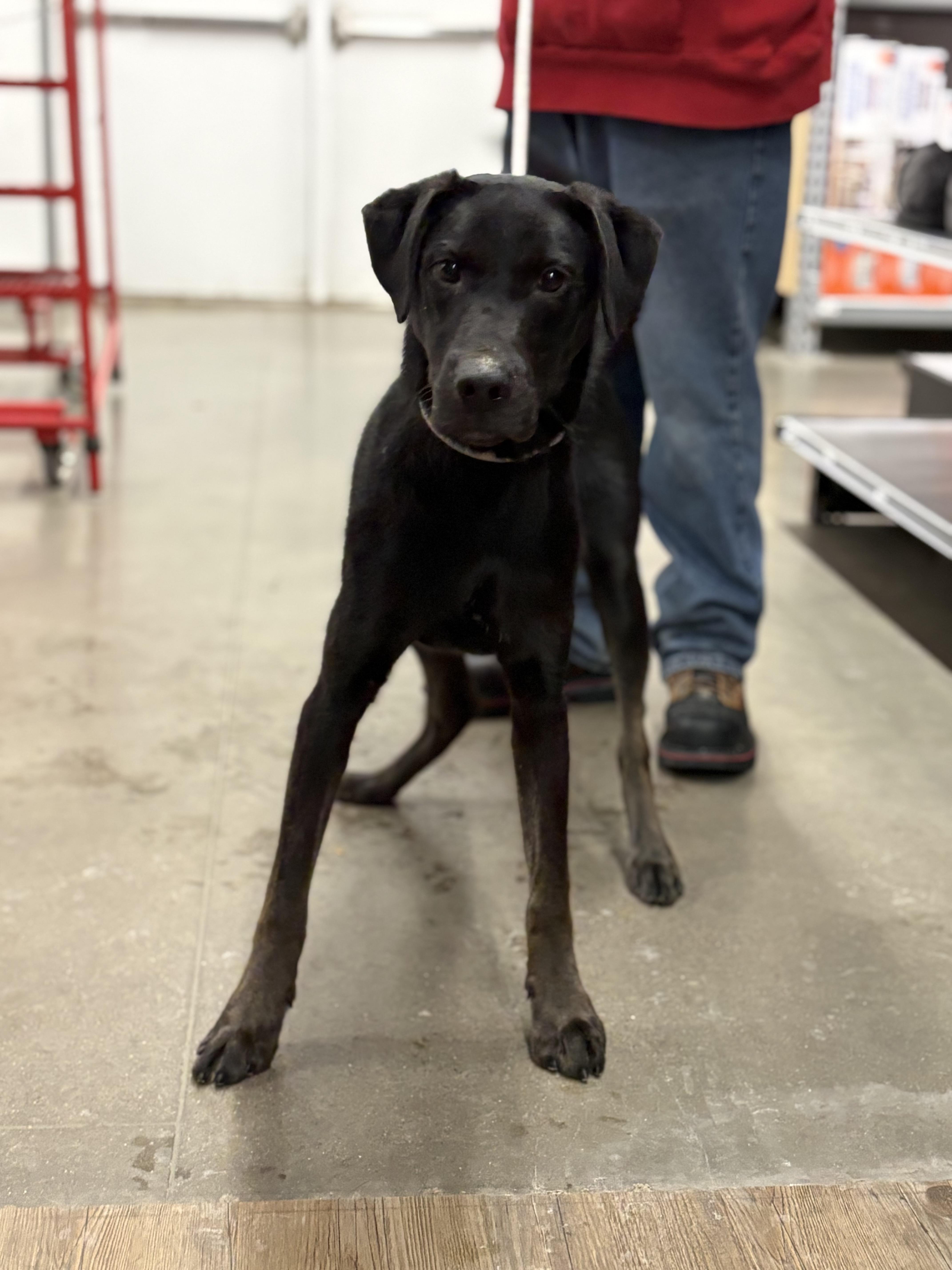 Garcia, Adoptable, Puppy Male Catahoula Leopard Dog & Husky.