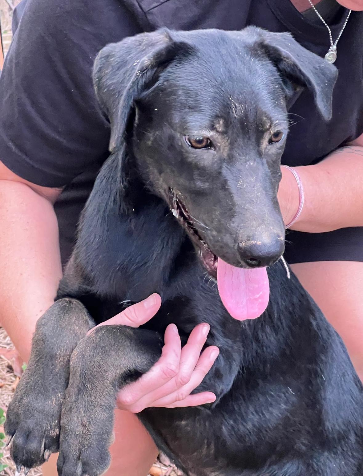 Enlarge Garcia, a Adoptable mixed breed in Zimmerman, MN image 1/1