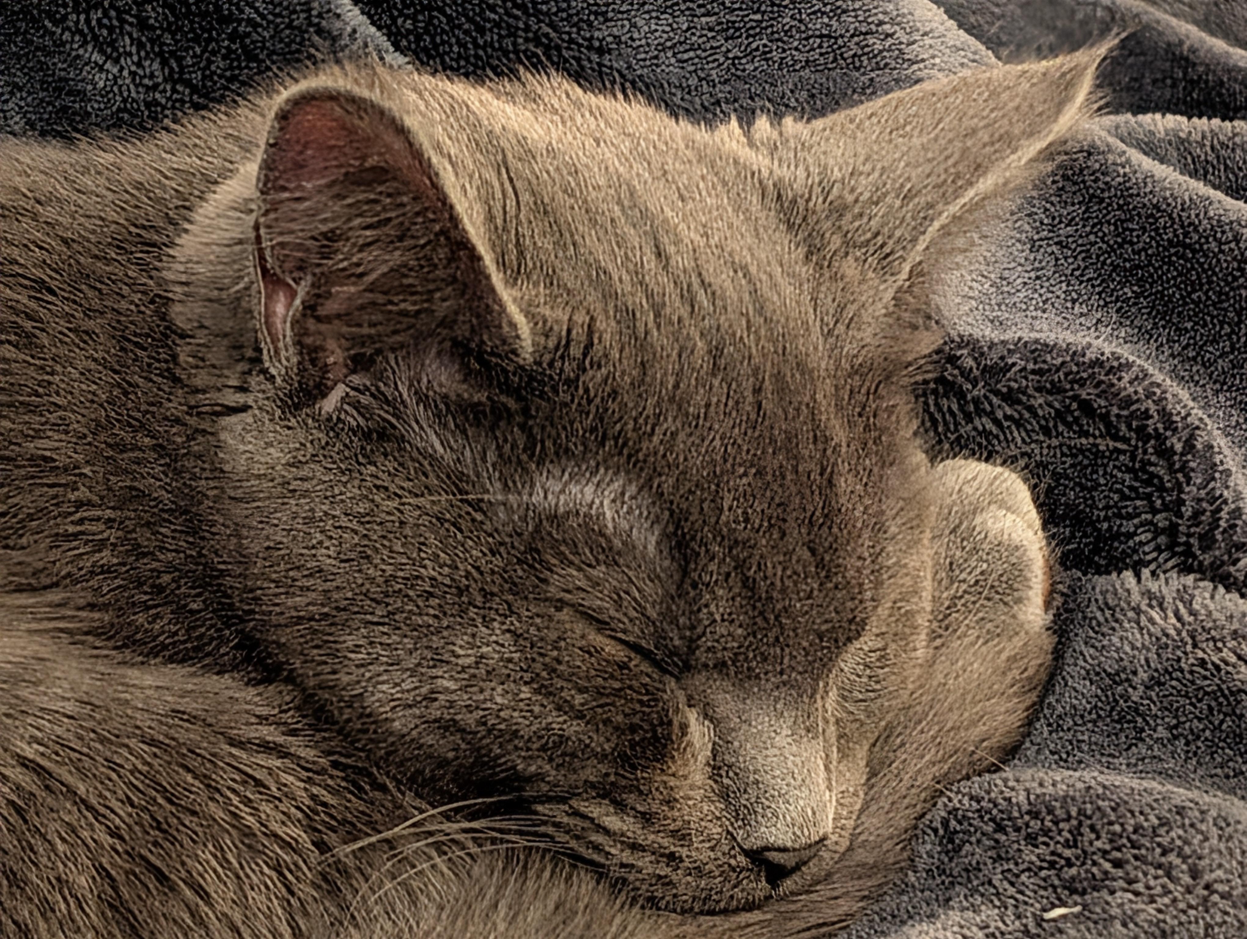 Enlarge Luna- Love Bug, a ADOPTABLE mixed breed in Arlington, VA image 5/5