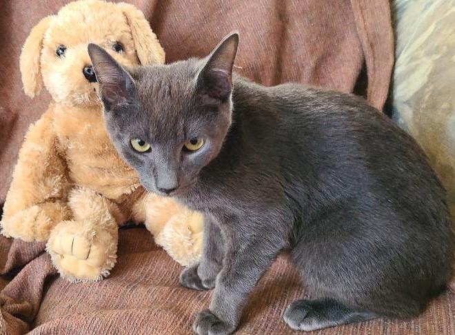 Enlarge Luna- Love Bug, a ADOPTABLE mixed breed in Arlington, VA image 1/5