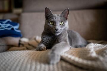 Enlarge Luna- Dog like Cuddler, a ADOPTABLE mixed breed in Arlington, VA image 1/6