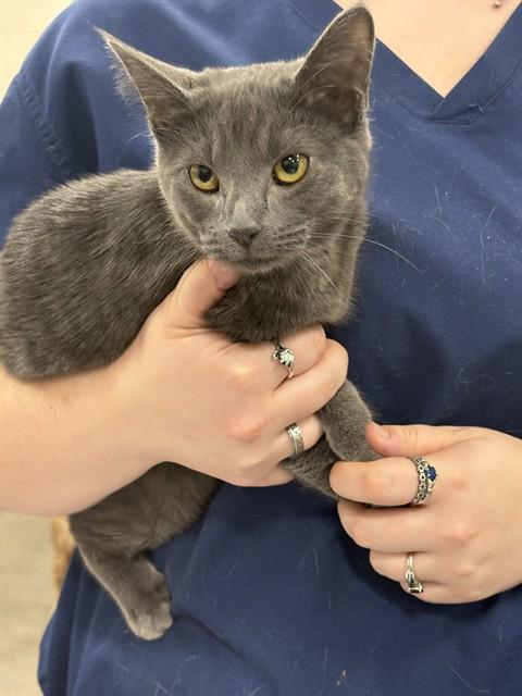 Enlarge Luna- Love Bug, a ADOPTABLE mixed breed in Arlington, VA image 2/5