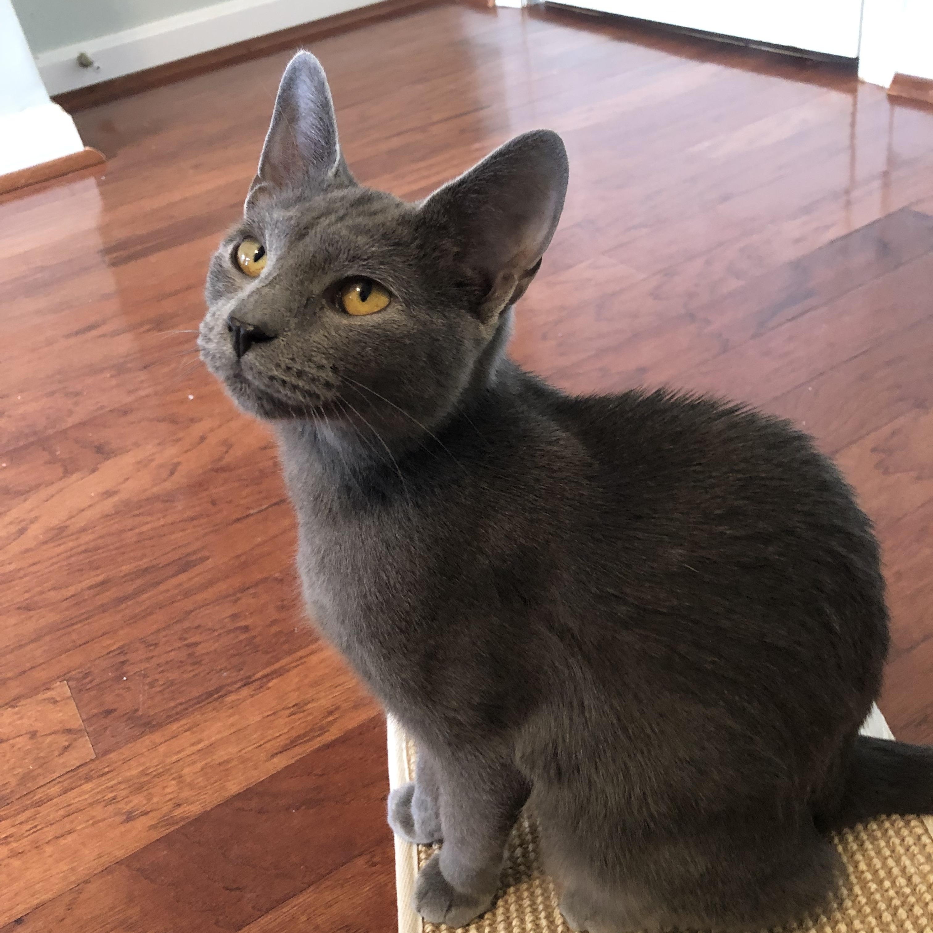 Enlarge Luna- Love Bug, a ADOPTABLE mixed breed in Arlington, VA image 3/5