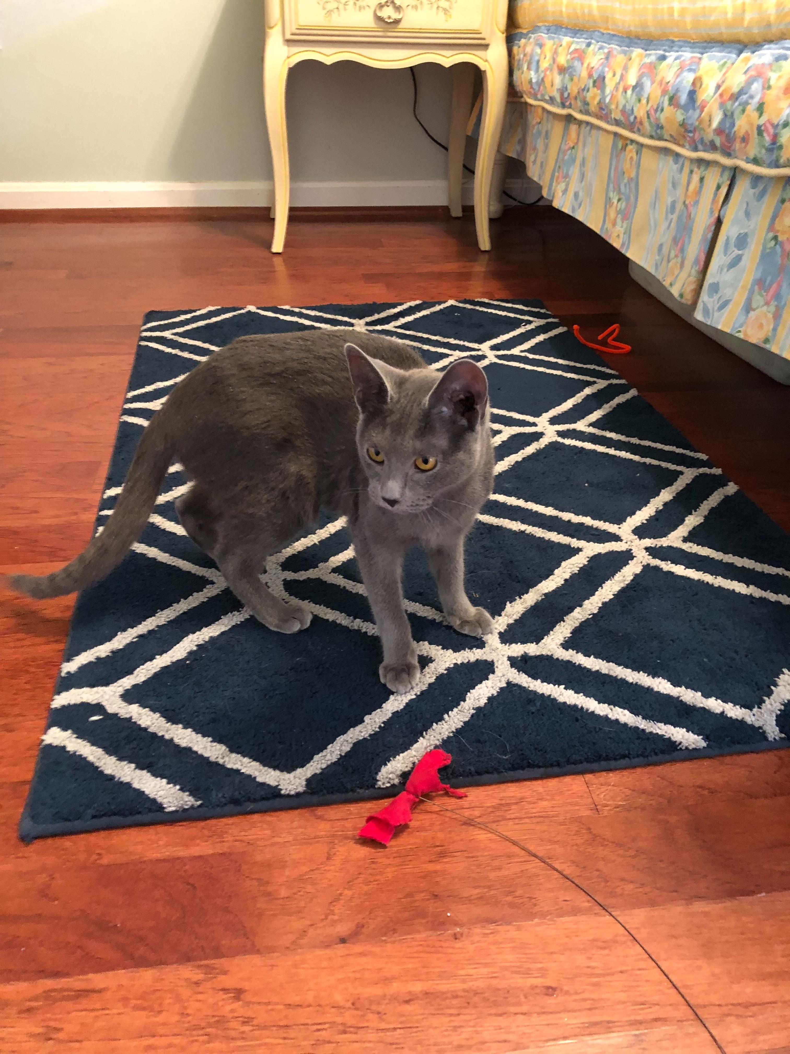 Enlarge Luna- Love Bug, a ADOPTABLE mixed breed in Arlington, VA image 4/5