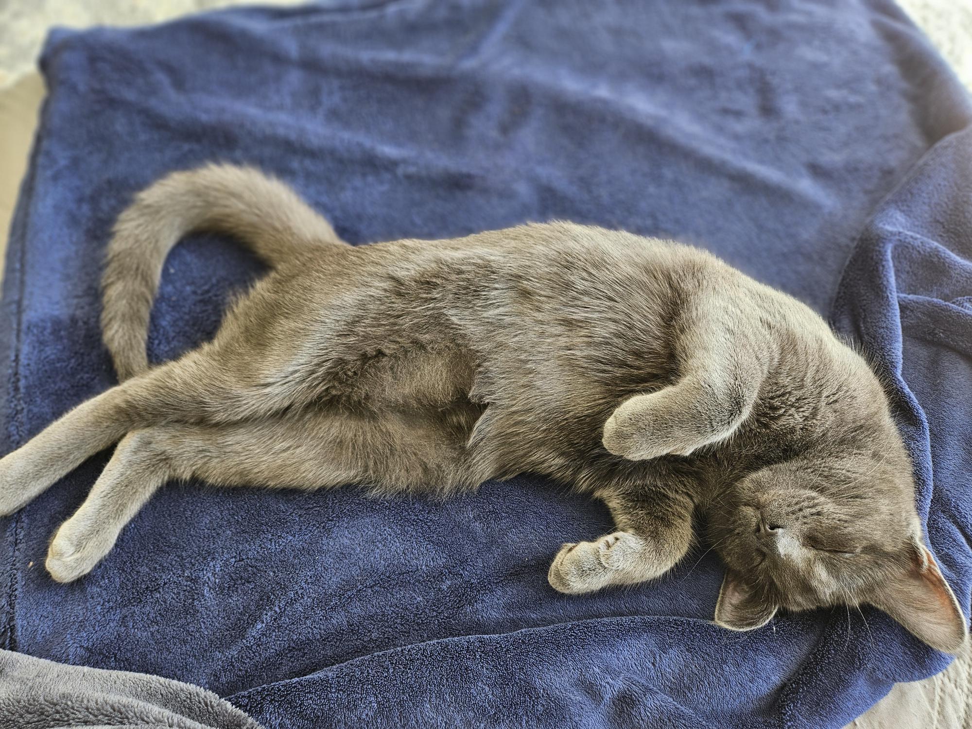 Enlarge Luna- Dog like Cuddler, a ADOPTABLE mixed breed in Arlington, VA image 5/6