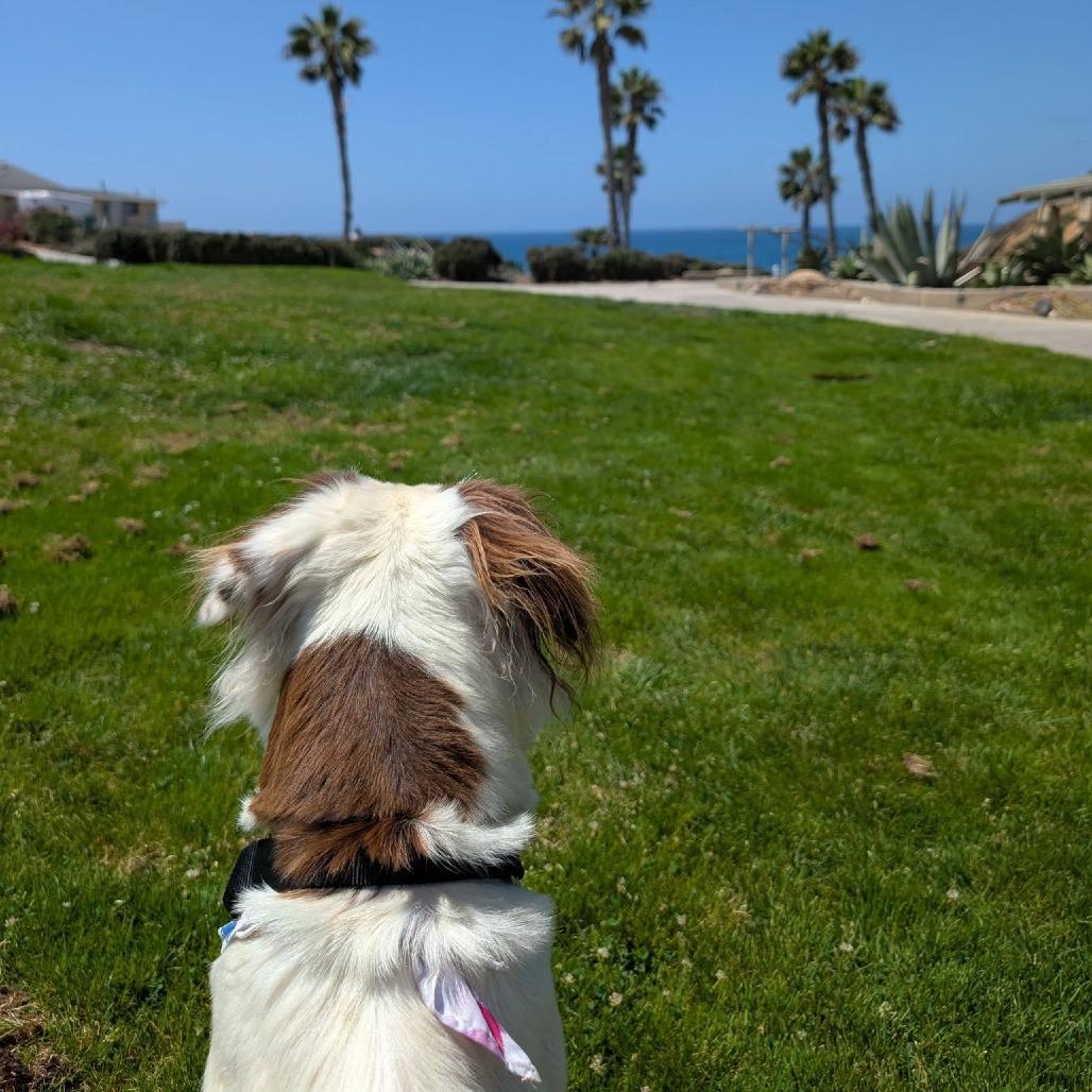 Penny (Mrs. White), Adoptable, Senior Female Collie.