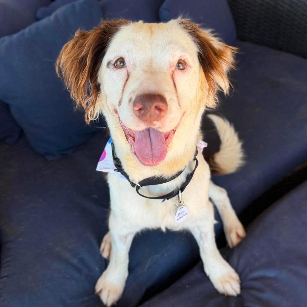 Enlarge Penny (Mrs. White), a Adoptable Collie in Ramona, CA image 3/6
