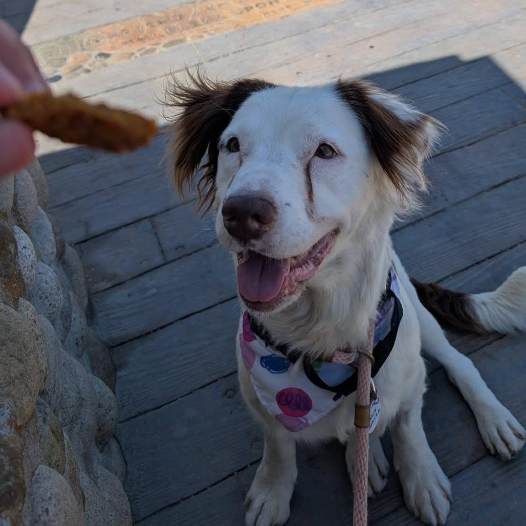Enlarge Penny (Mrs. White), a Adoptable Collie in Ramona, CA image 6/6