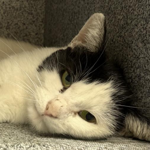 Tracey, Adoptable, Adult Male Domestic Short Hair.