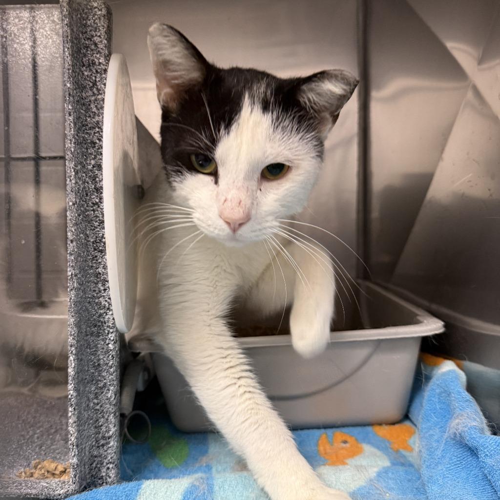 Enlarge Tracey, a Adoptable mixed breed in Brenham, TX image 3/5