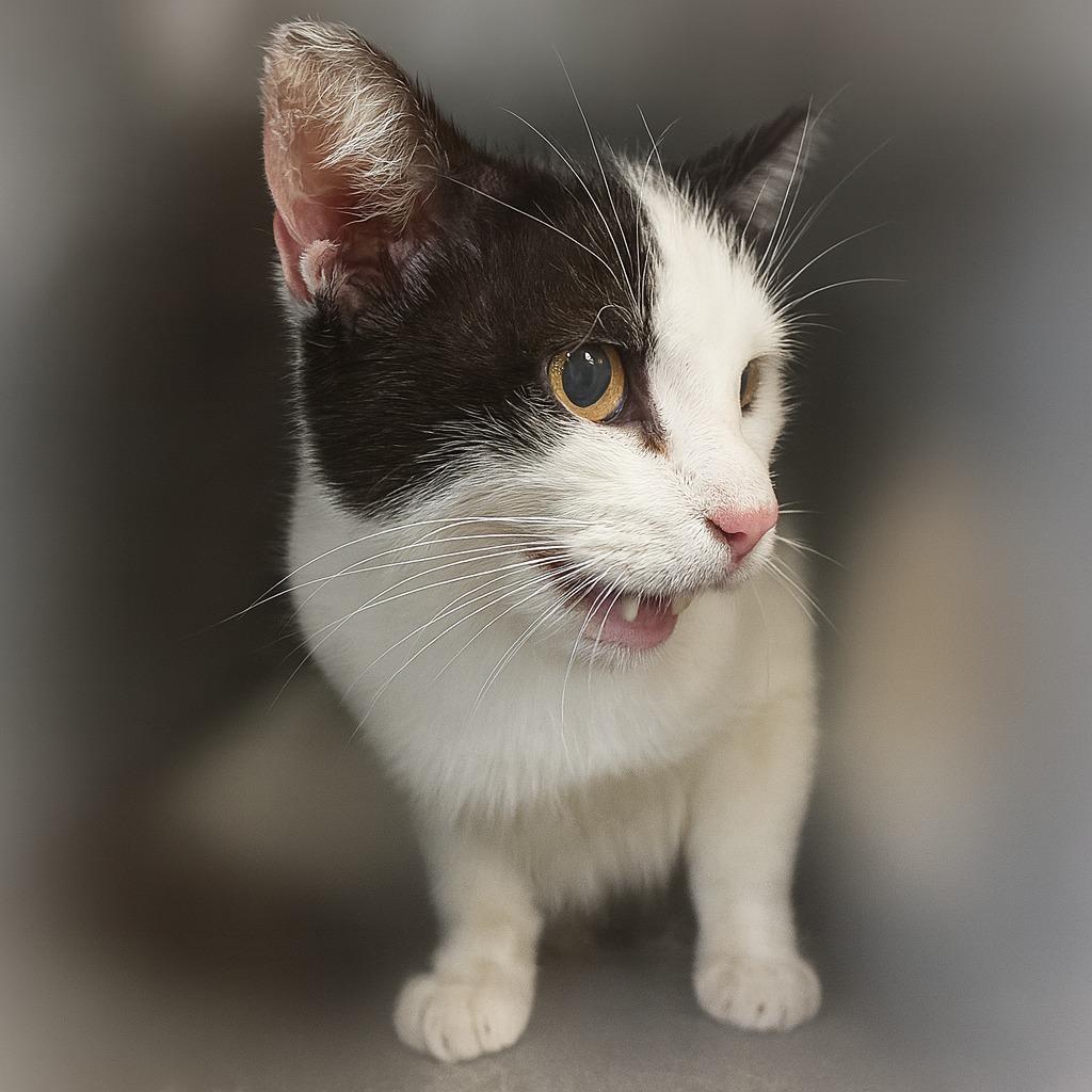 Enlarge Tracey, a Adoptable mixed breed in Brenham, TX image 4/5