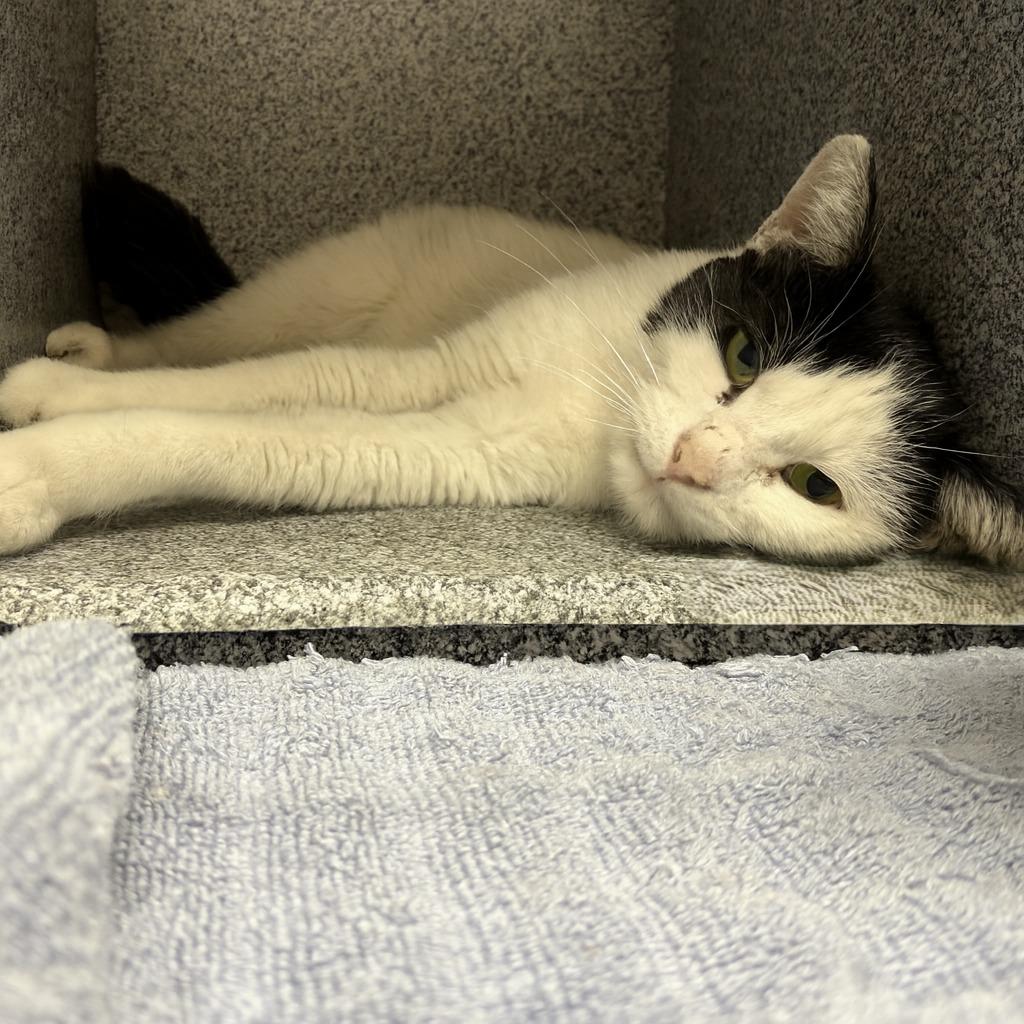 Enlarge Tracey, a Adoptable mixed breed in Brenham, TX image 5/5