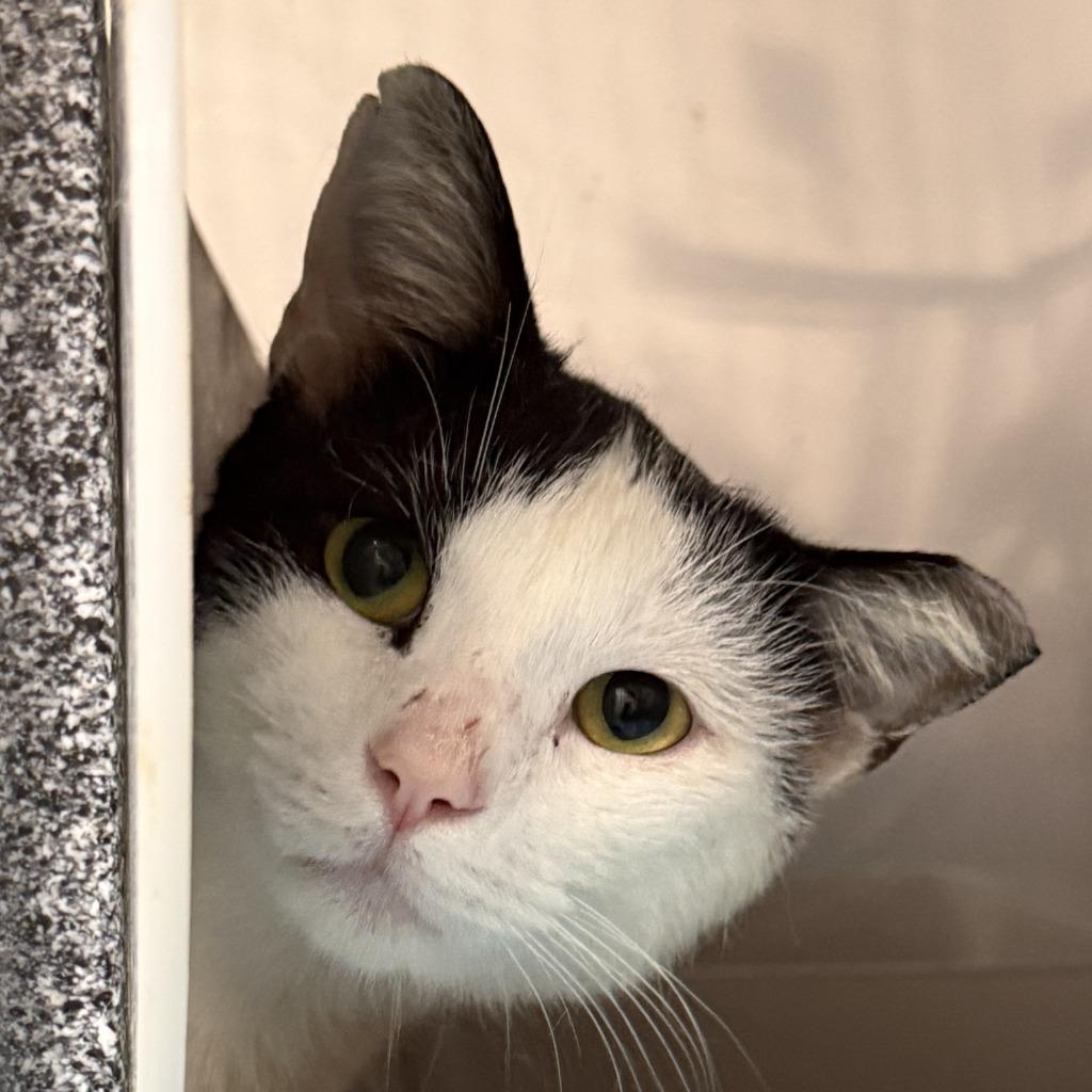 Enlarge Tracey, a Adoptable mixed breed in Brenham, TX image 1/5