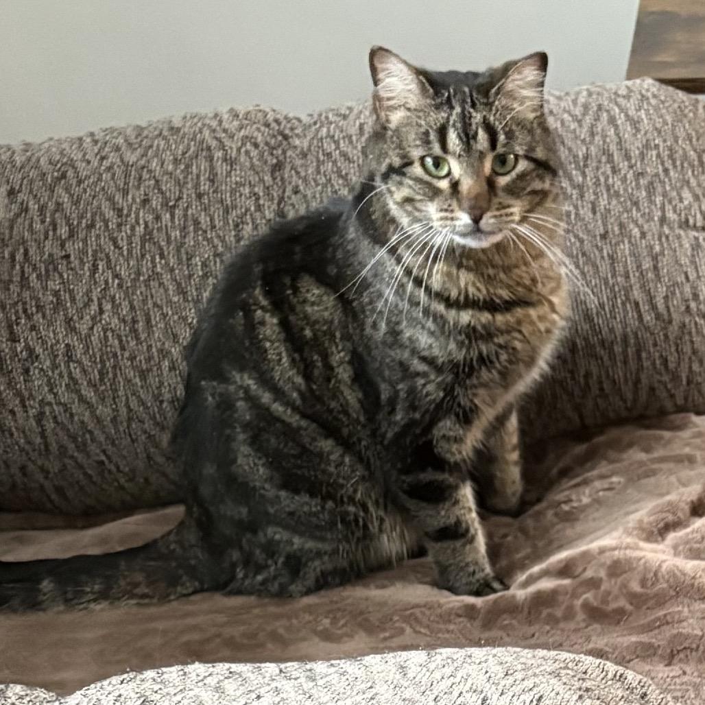 Enlarge Frostina, a Adoptable mixed breed in Grand Rapids, MN image 1/2