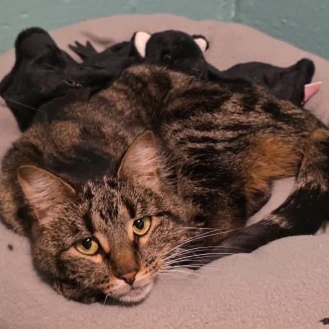 Enlarge Frostina, a Adoptable mixed breed in Grand Rapids, MN image 2/2