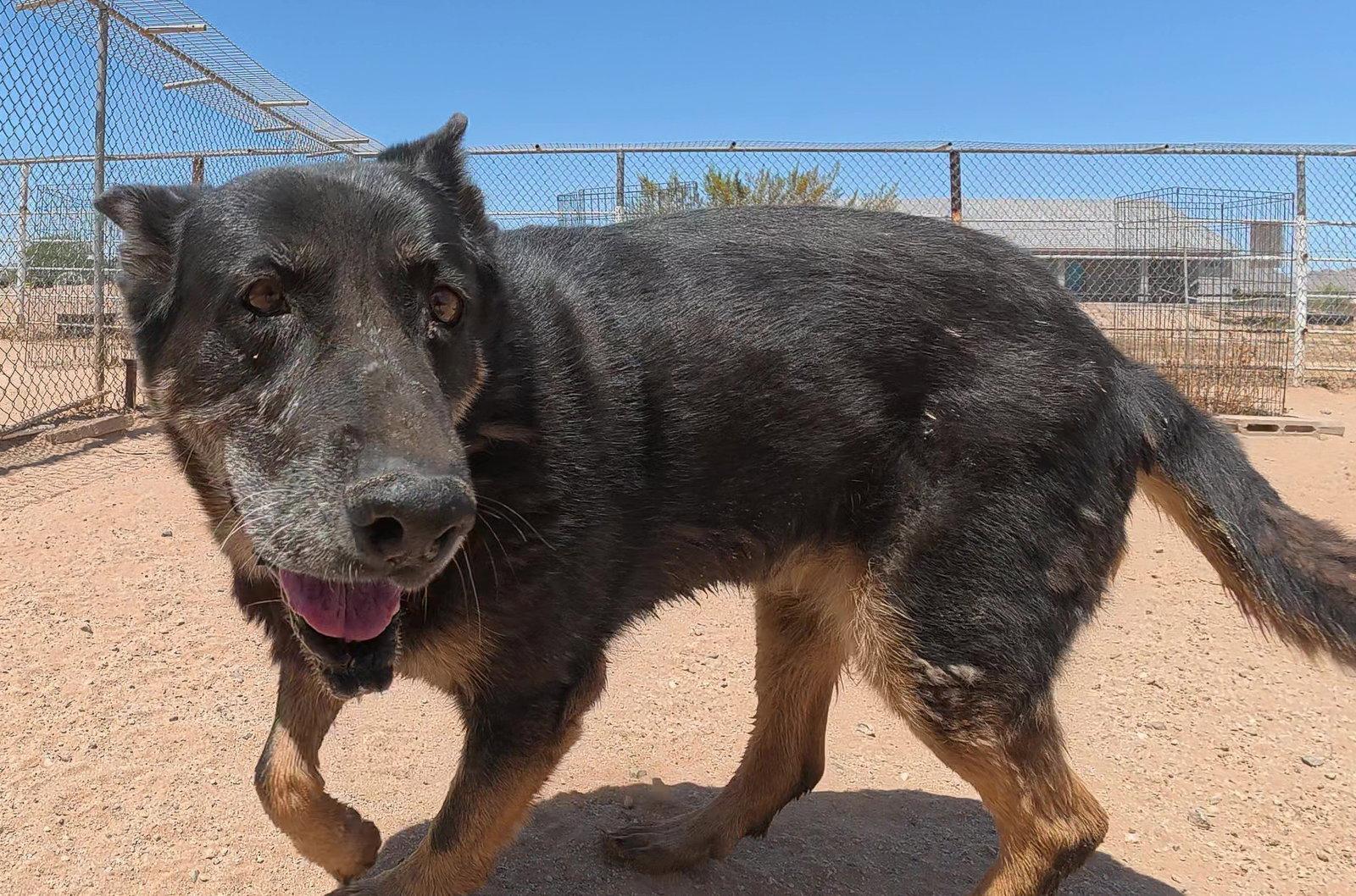 Gilly, a Adoptable German Shepherd Dog in Queen Creek, AZ image 1/3