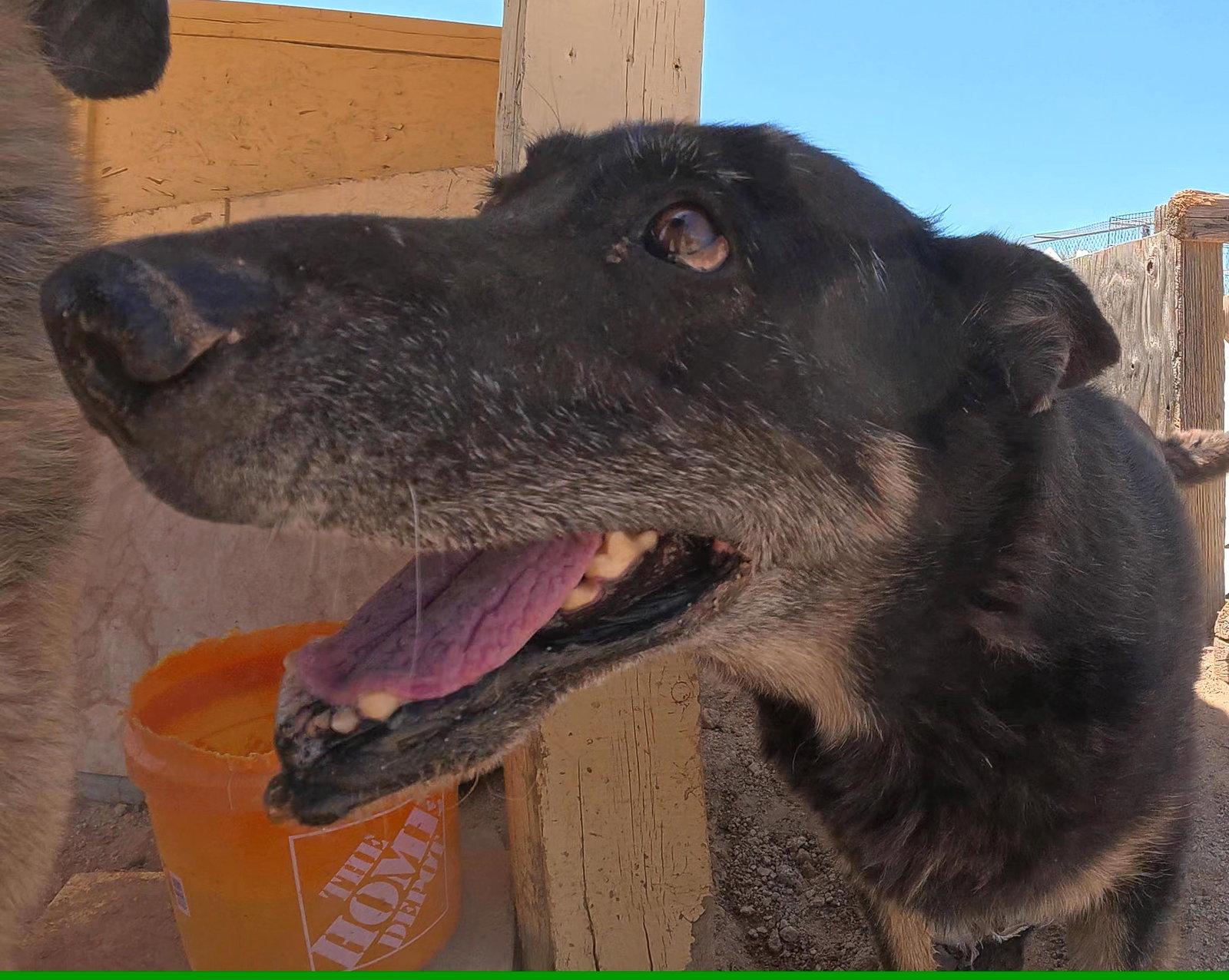 Gilly, a Adoptable German Shepherd Dog in Queen Creek, AZ image 2/3