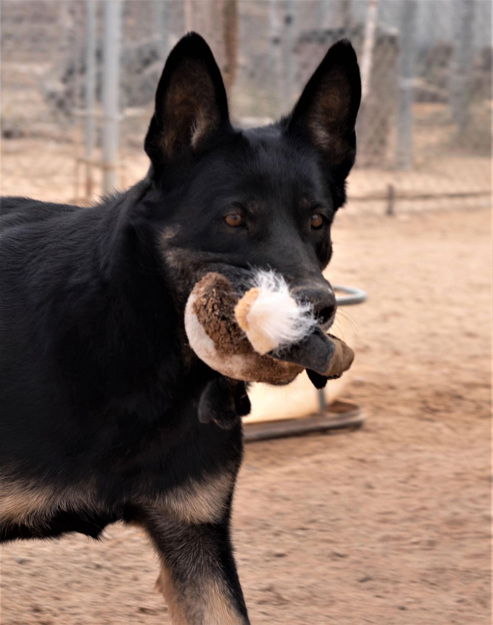 Gilly, a Adoptable German Shepherd Dog in Queen Creek, AZ image 2/6
