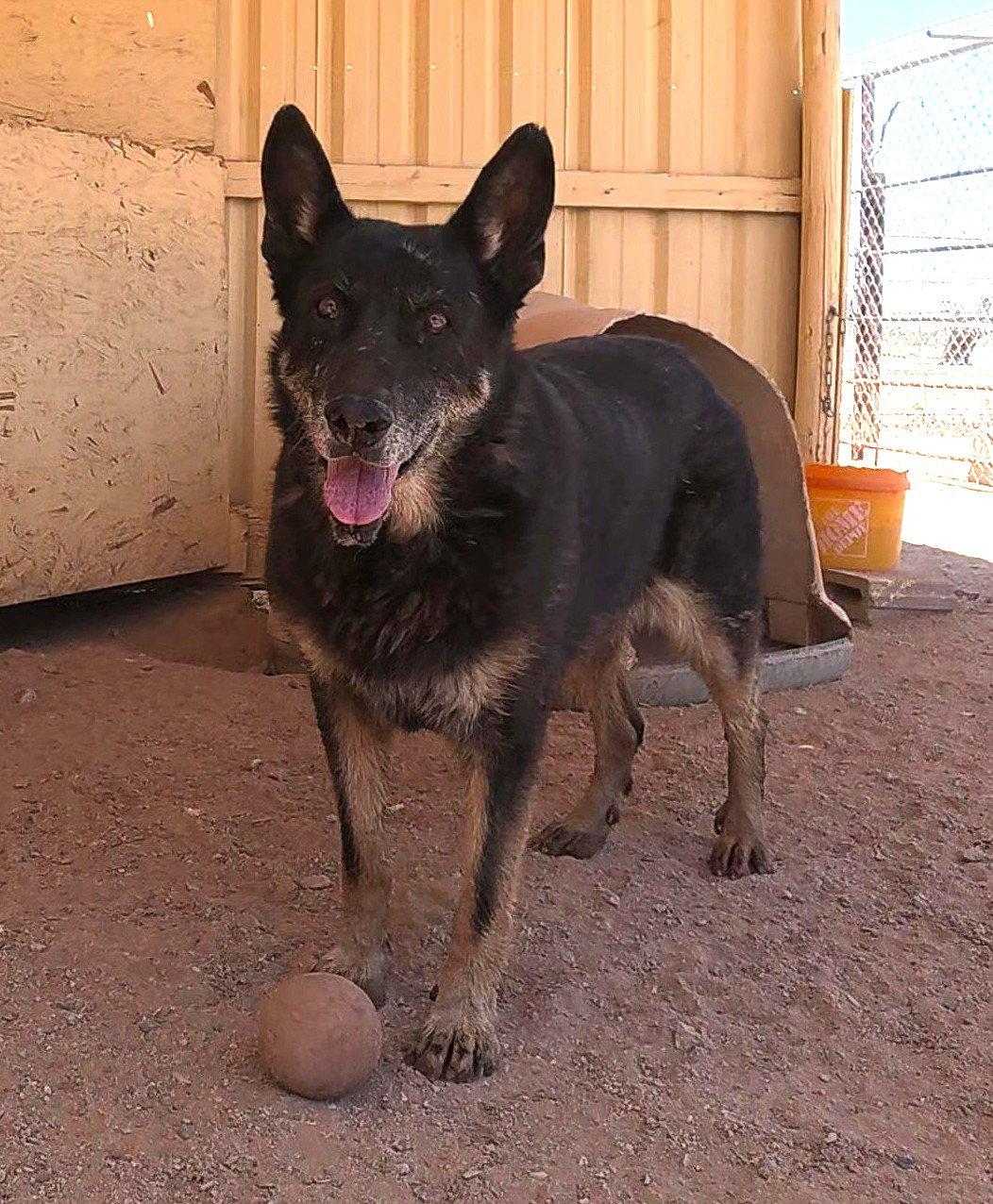 Gilly, a Adoptable German Shepherd Dog in Queen Creek, AZ image 3/3
