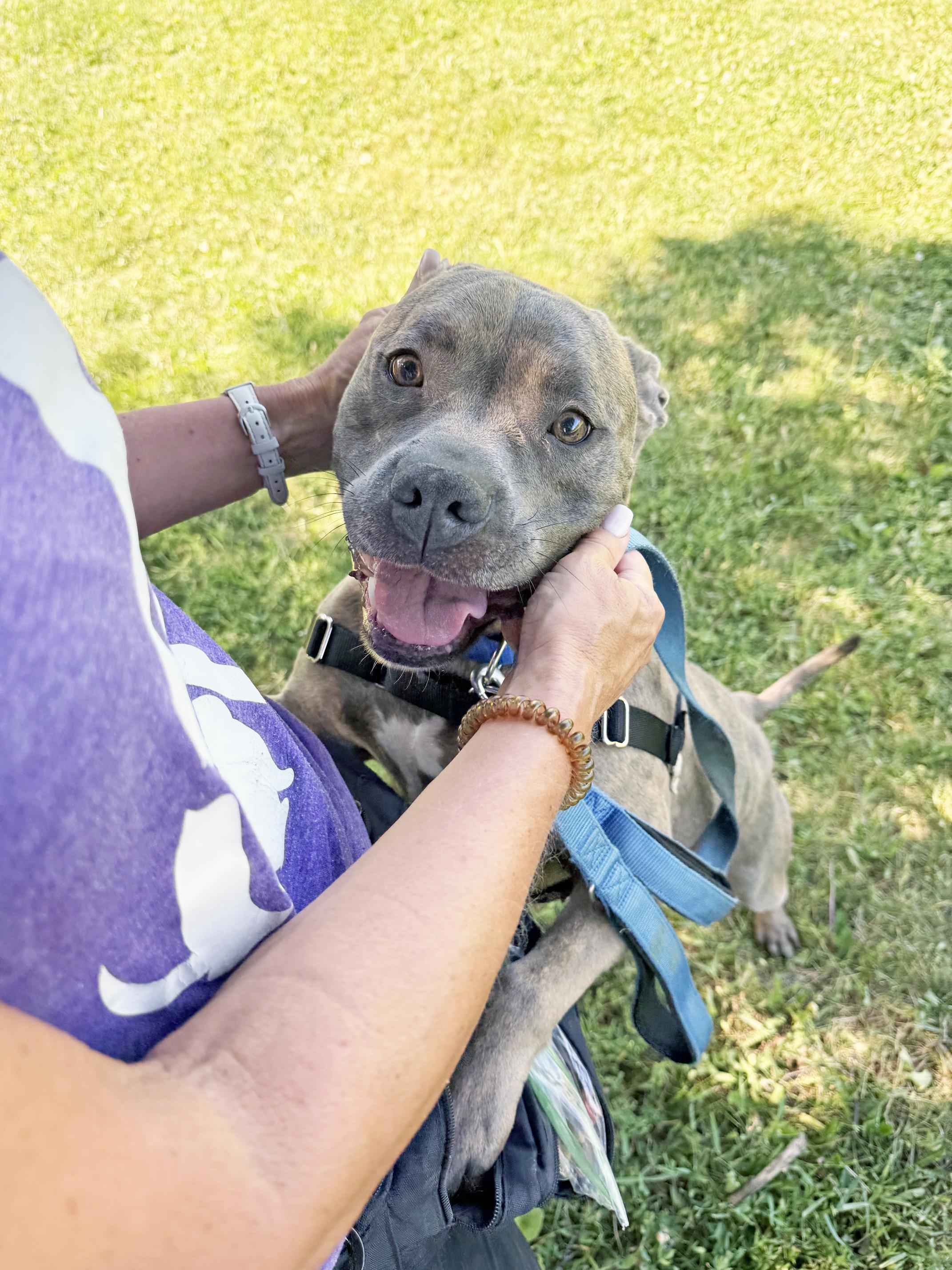 Enlarge Jocko - couch potato lap dog, a ADOPTABLE Mixed Breed in Oshkosh, WI image 5/5