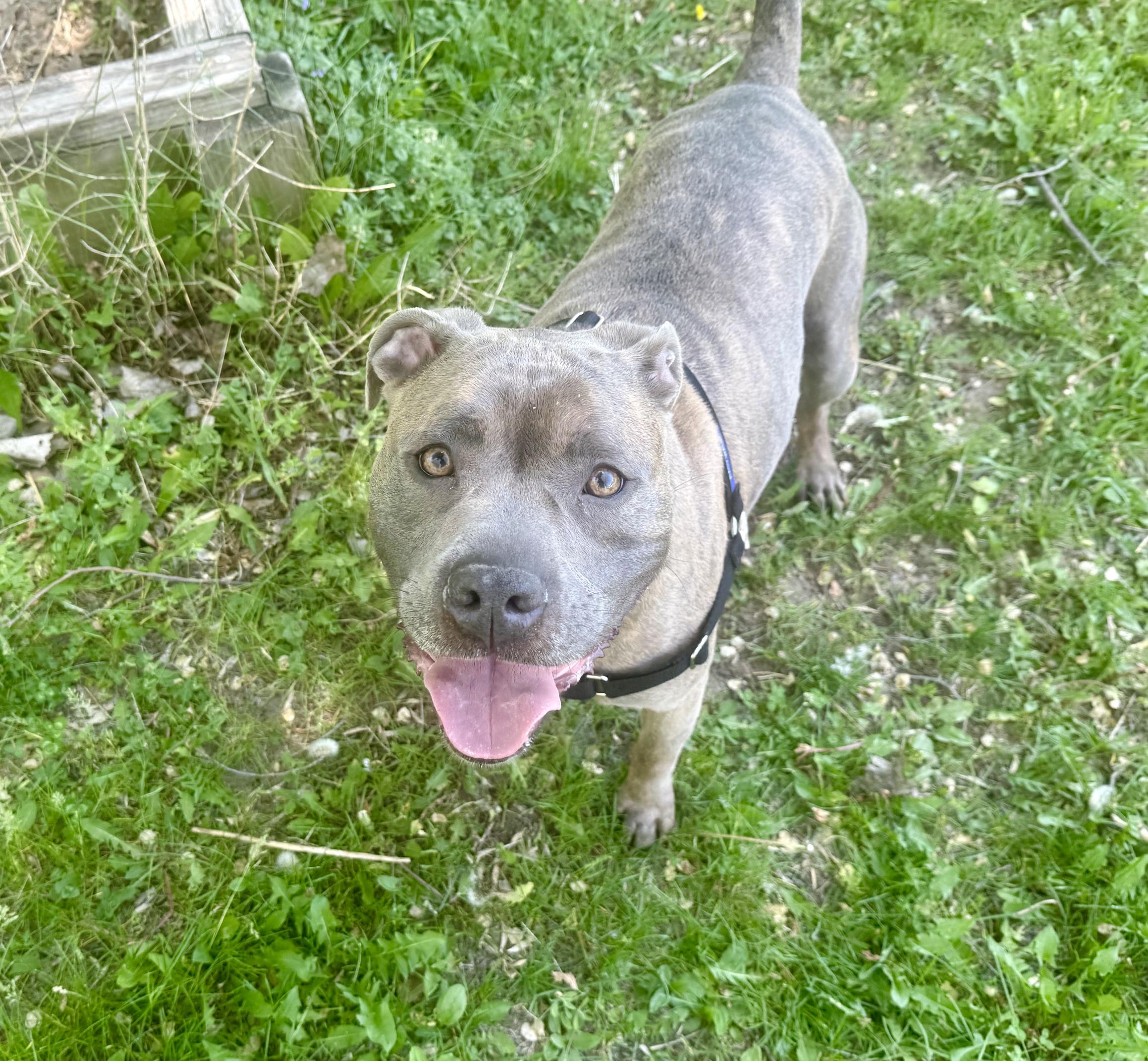Enlarge Jocko - couch potato lap dog, a ADOPTABLE Mixed Breed in Oshkosh, WI image 4/5