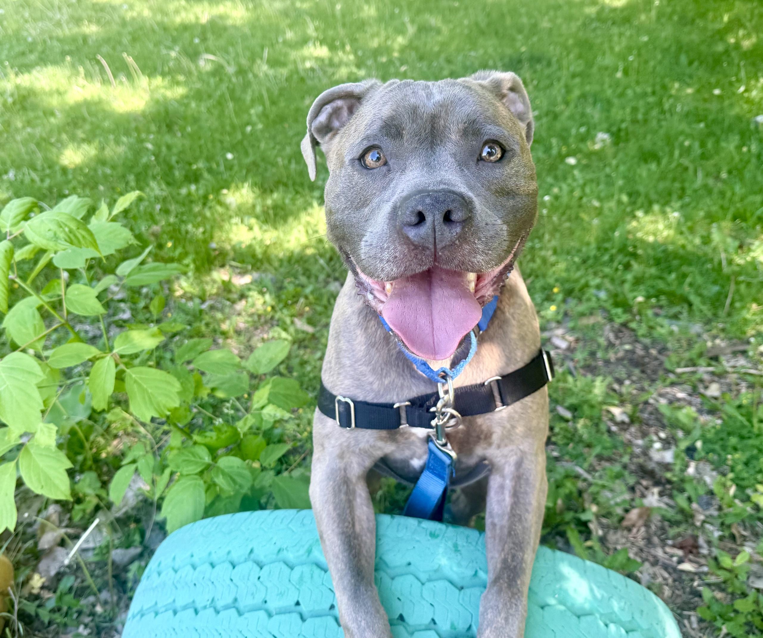 Jocko - couch potato lap dog, ADOPTABLE, Adult Male Mixed Breed.
