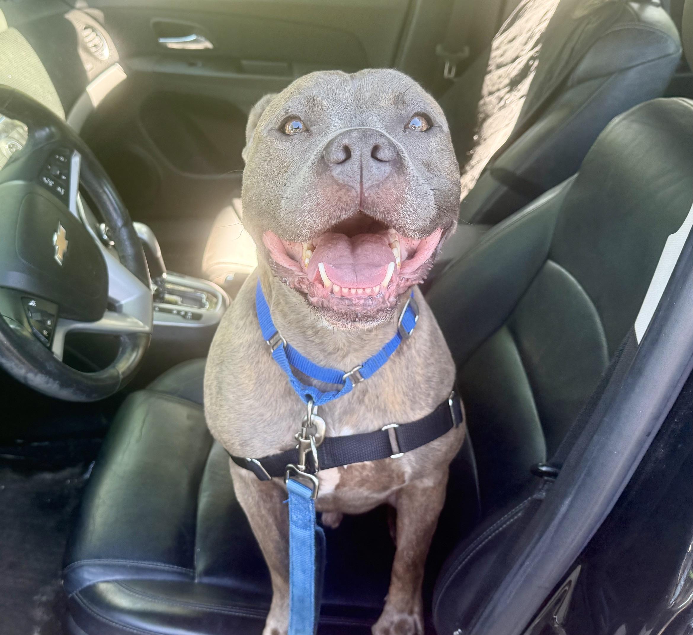 Enlarge Jocko - couch potato lap dog, a ADOPTABLE Mixed Breed in Oshkosh, WI image 2/5