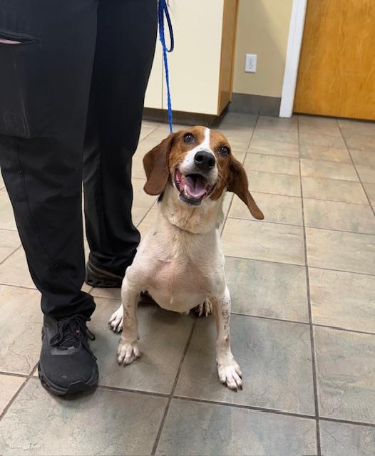 Ace Beagle looking for his hero! photo 2