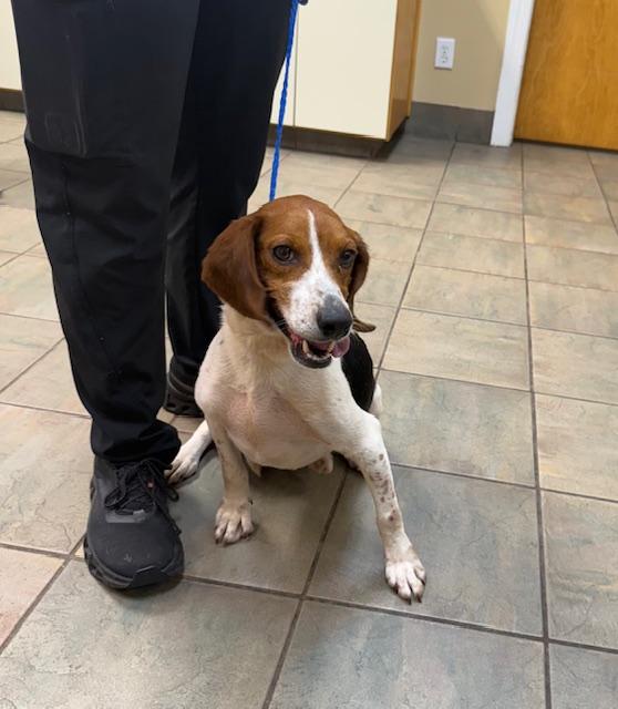 Ace Beagle looking for his hero!, Adult Male Beagle