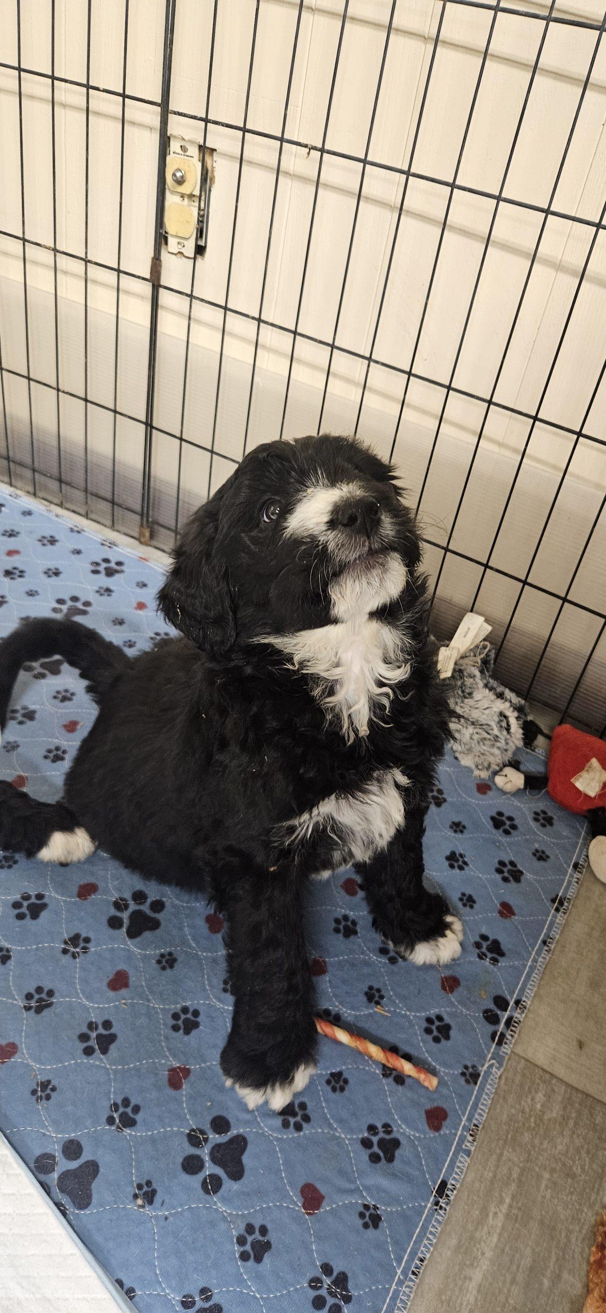 Ally, Adoptable, Puppy Female Poodle & Great Pyrenees.