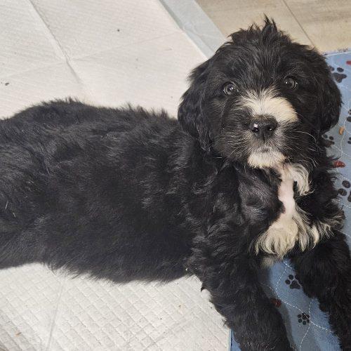 Enlarge Ally, a Adoptable mixed breed in Kirksville, MO image 1/2