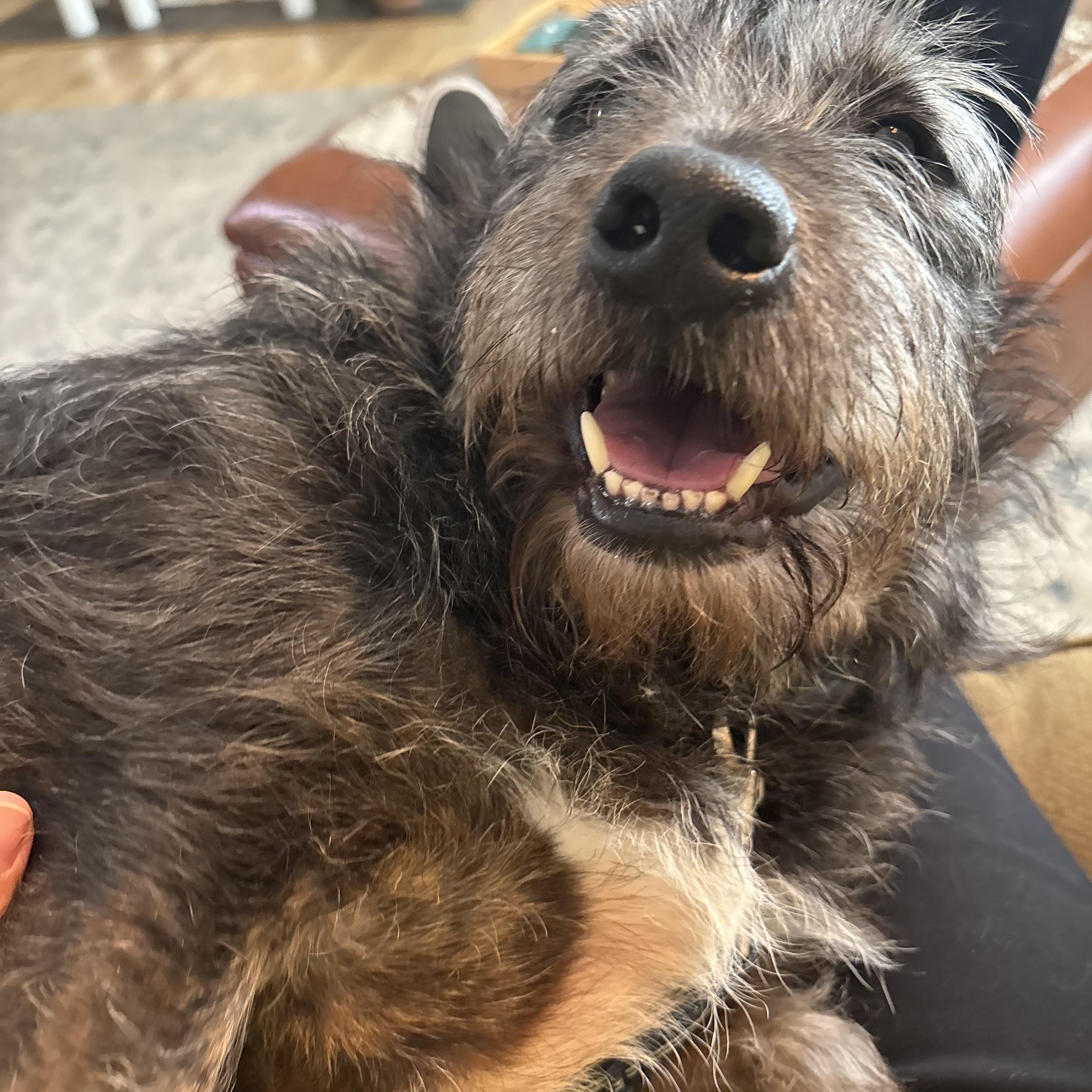 Rocko, a ADOPTABLE mixed breed in Memphis, TN image 4/6