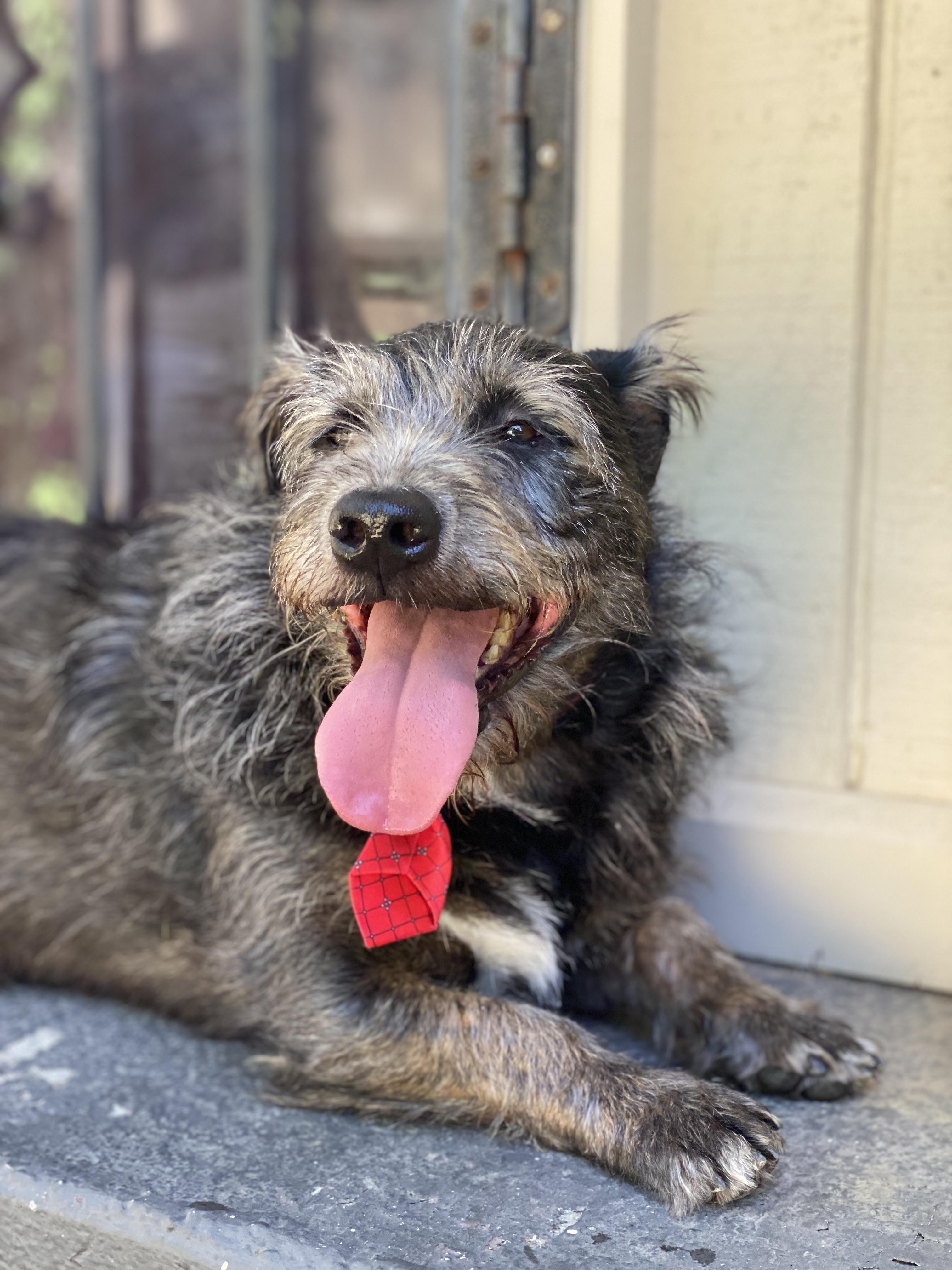 Rocko, ADOPTABLE, Adult Male Schnauzer.