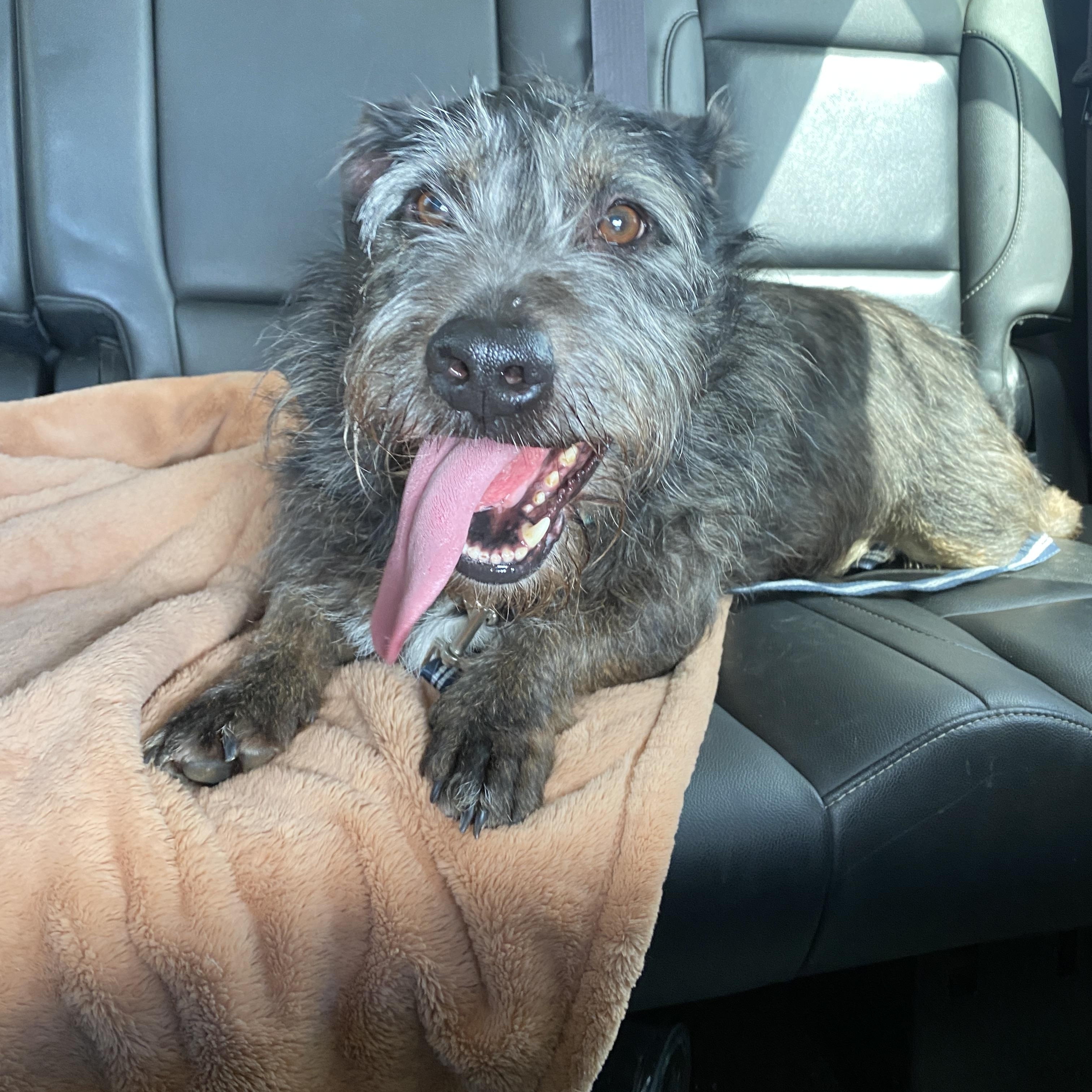 Rocko, ADOPTABLE, Adult Male Schnauzer.