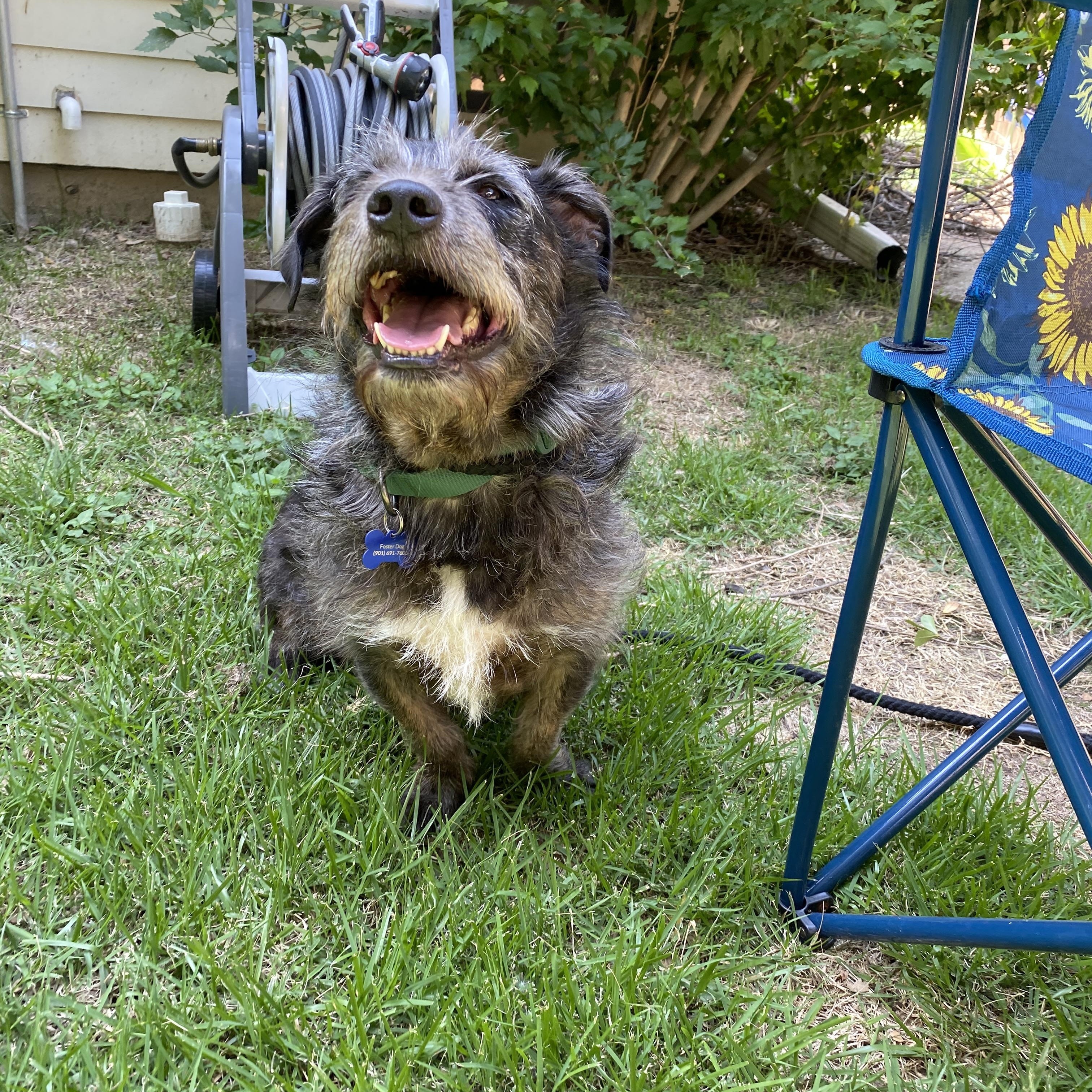 Enlarge Rocko, a ADOPTABLE mixed breed in Memphis, TN image 6/6