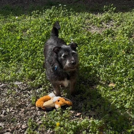 Rocko, a ADOPTABLE mixed breed in Memphis, TN image 5/6