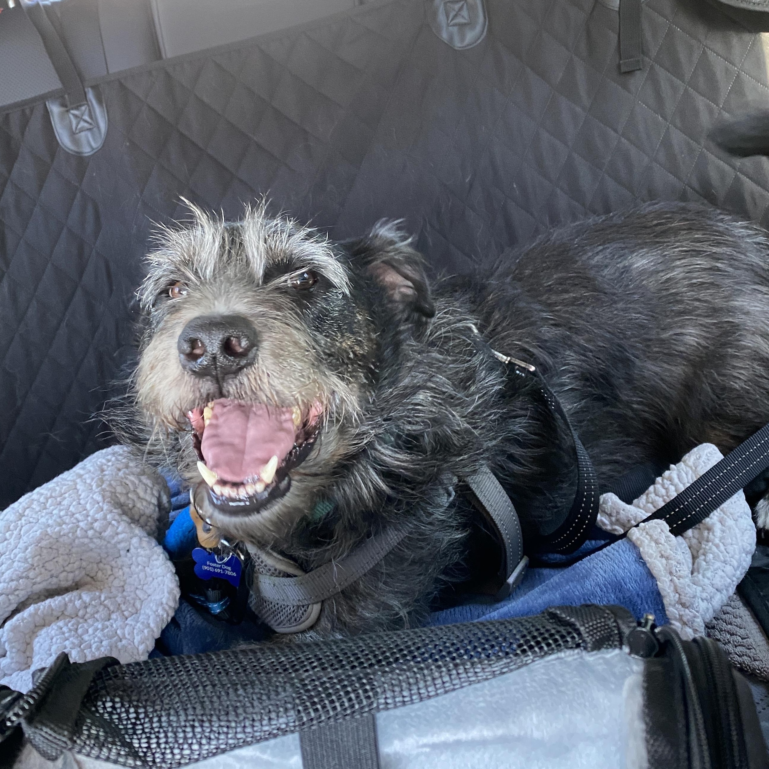 Enlarge Rocko, a ADOPTABLE mixed breed in Memphis, TN image 3/6