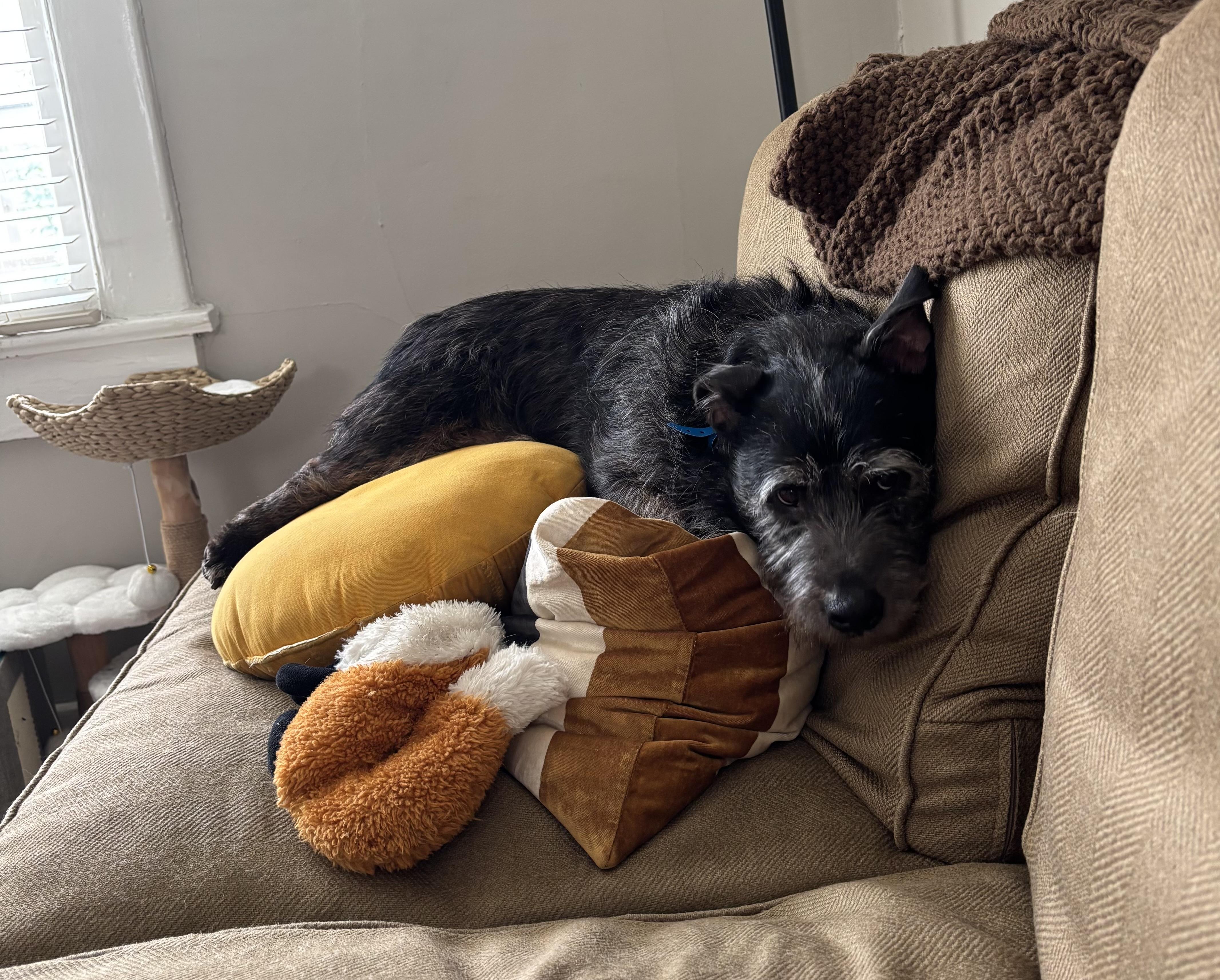 Rocko, a ADOPTABLE mixed breed in Memphis, TN image 2/6