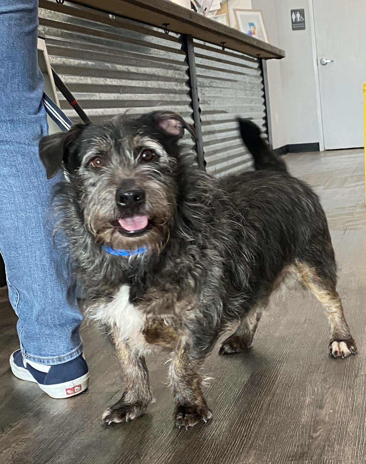 Rocko, a ADOPTABLE mixed breed in Memphis, TN image 3/6