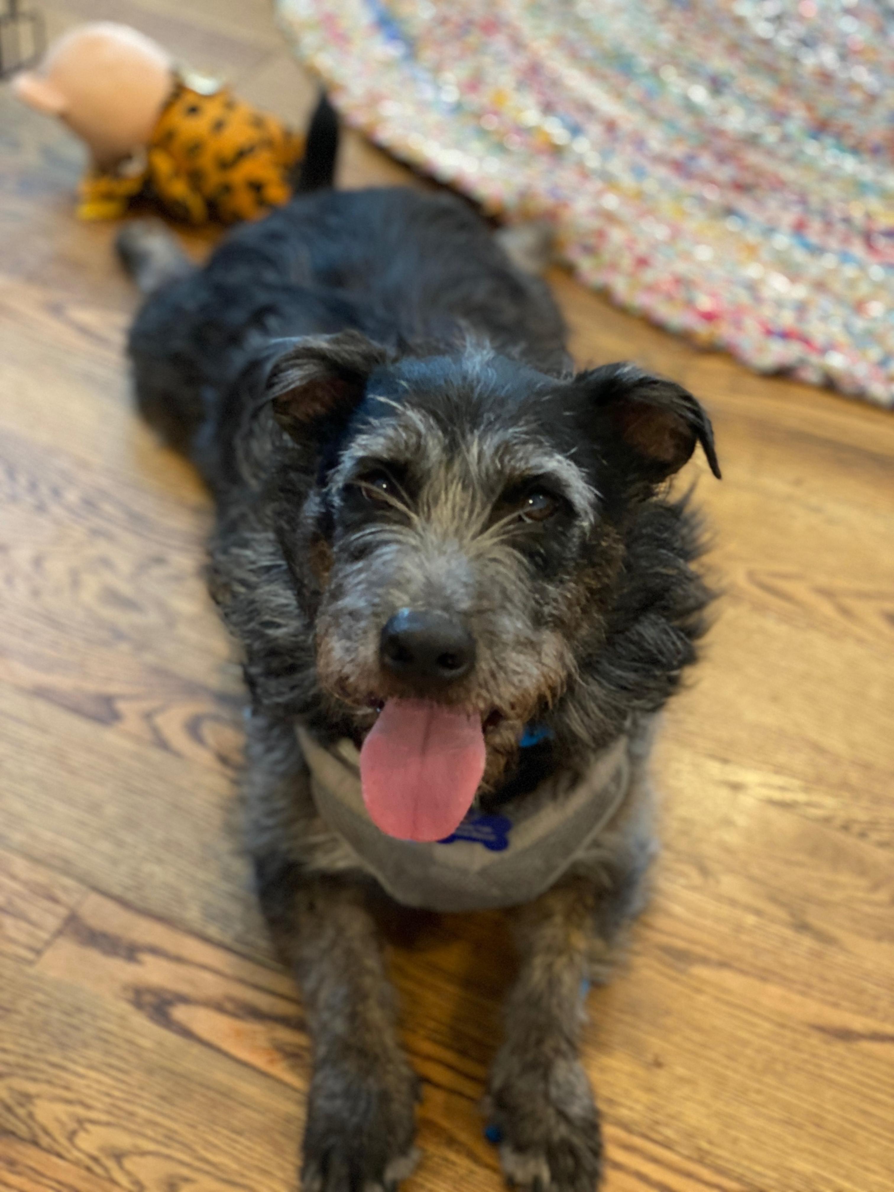 Enlarge Rocko, a ADOPTABLE mixed breed in Memphis, TN image 1/6