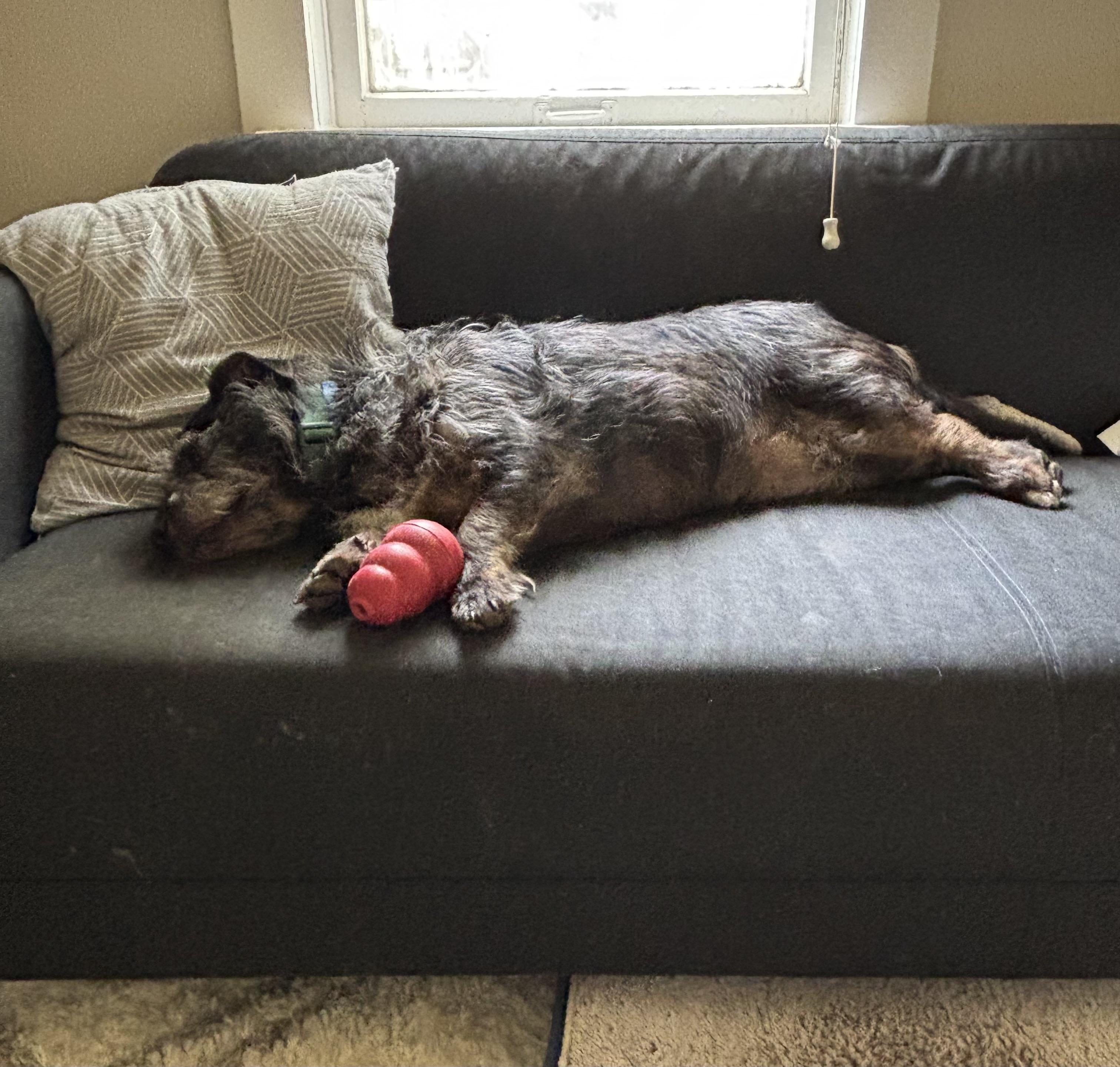 Rocko, a ADOPTABLE mixed breed in Memphis, TN image 6/6