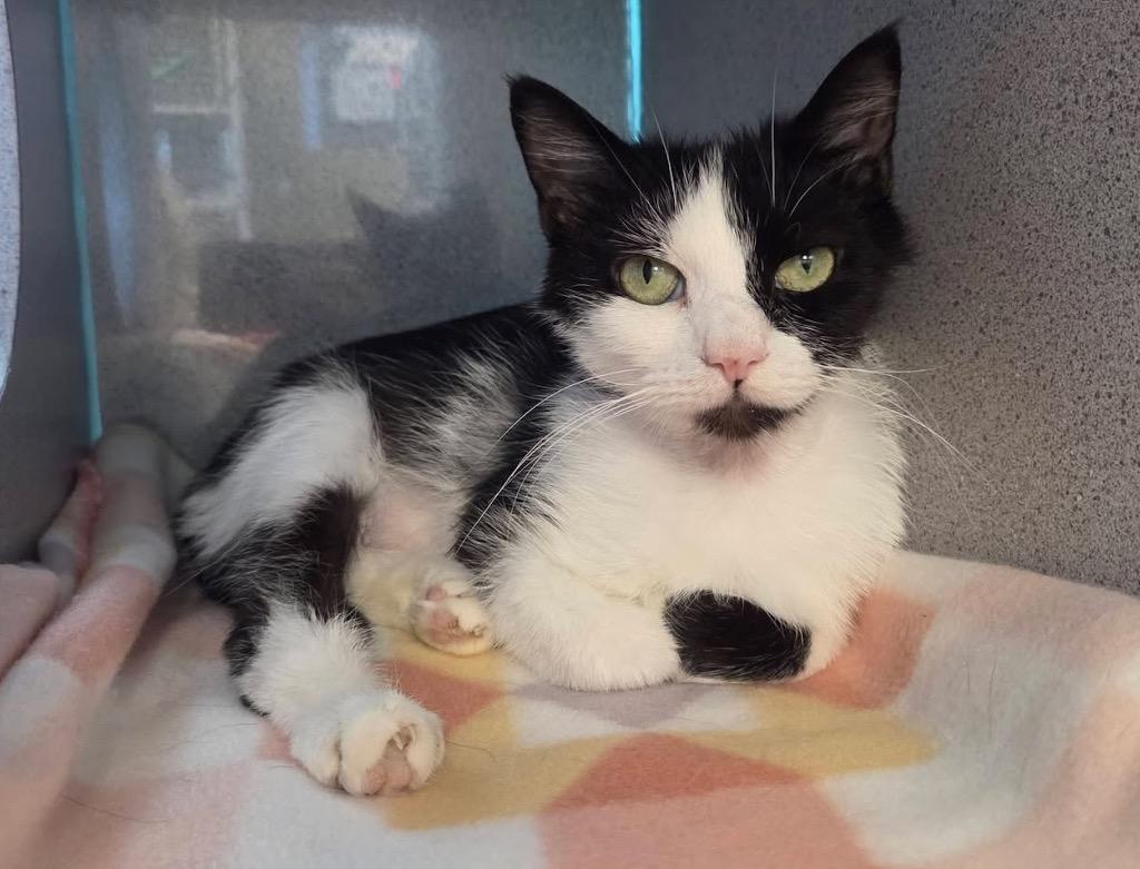Clover, a Adoptable mixed breed in Liverpool, NY image 2/2