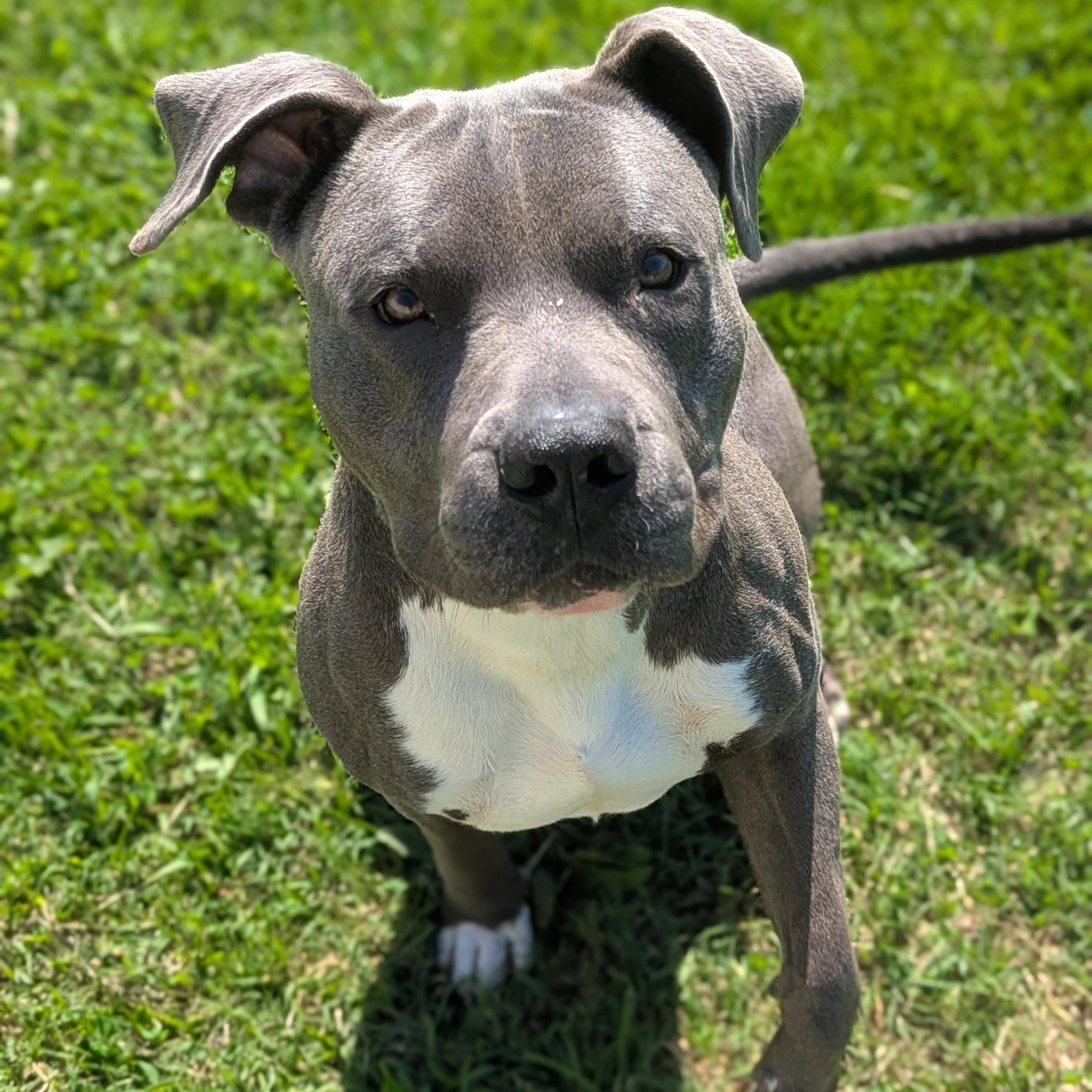 Huxley