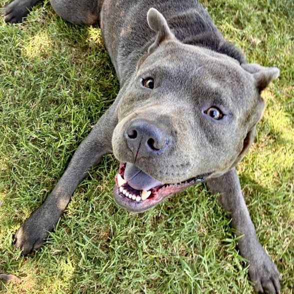 Enlarge Steele, a Adoptable mixed breed in Oklahoma City, OK image 6/6