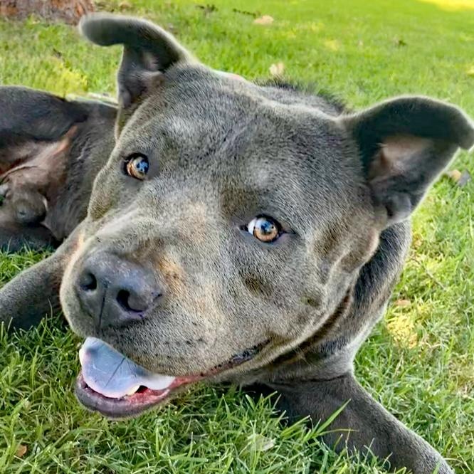 Enlarge Steele, a Adoptable mixed breed in Oklahoma City, OK image 5/6
