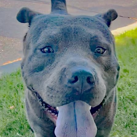Enlarge Steele, a Adoptable mixed breed in Oklahoma City, OK image 3/6