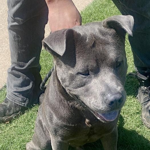 Enlarge Steele, a Adoptable mixed breed in Oklahoma City, OK image 2/6